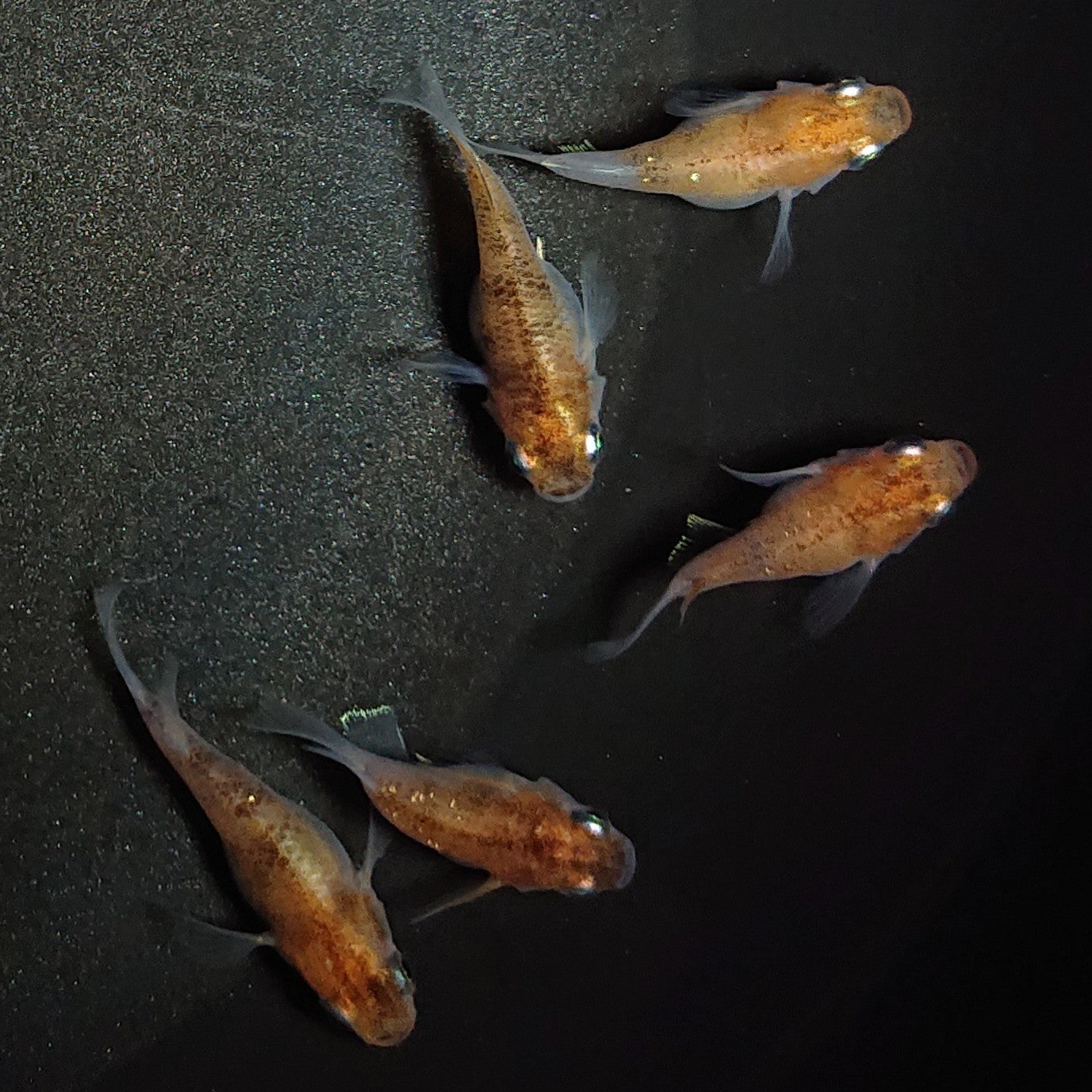 【現物】三色だるま 5匹 オス1メス4 1194