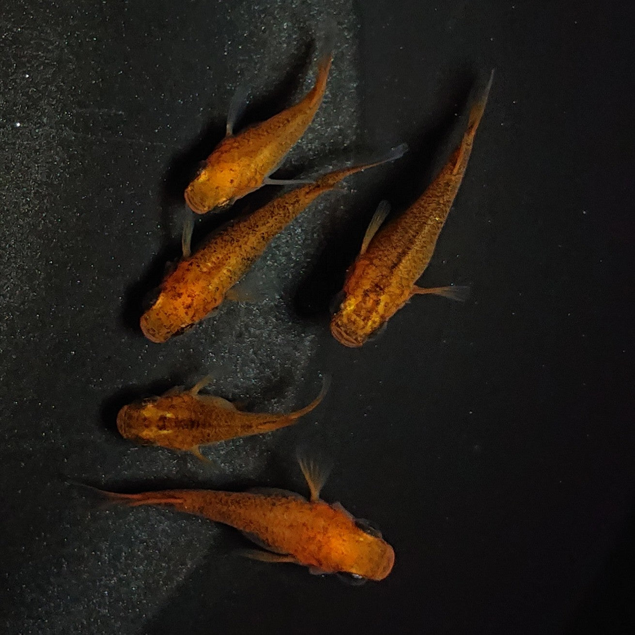 【現物】紅薊だるま 5匹 オス2メス3 1193