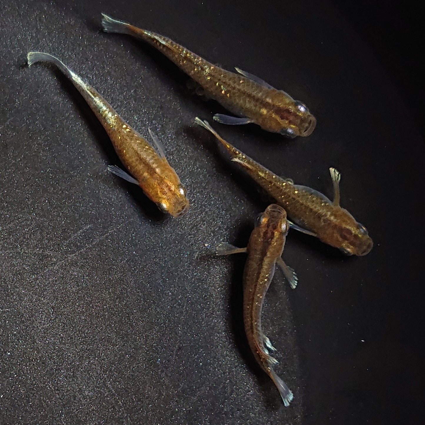 【現物】【上物】アルテミス若魚 4匹 オス1メス3 Azumaめだか様純血統F1 1195