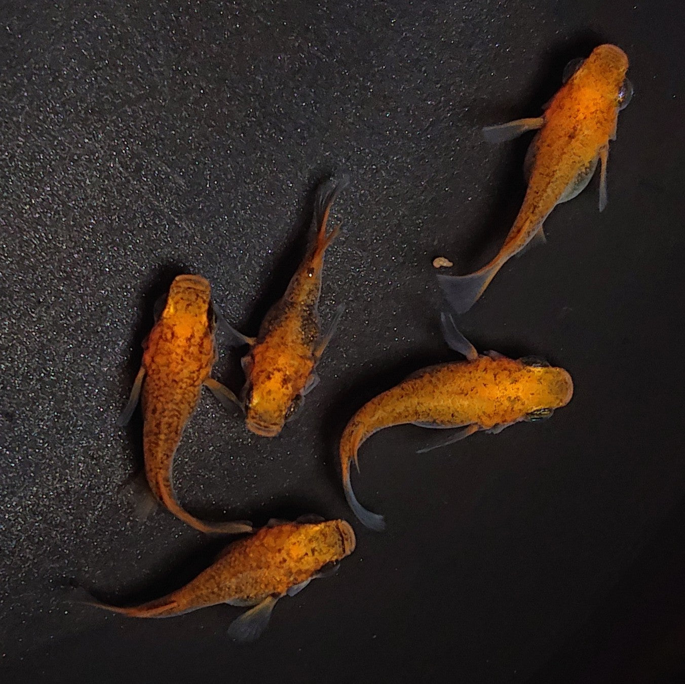 【現物】【親グレード】紅薊本だるま 5匹 オス3メス2 1198