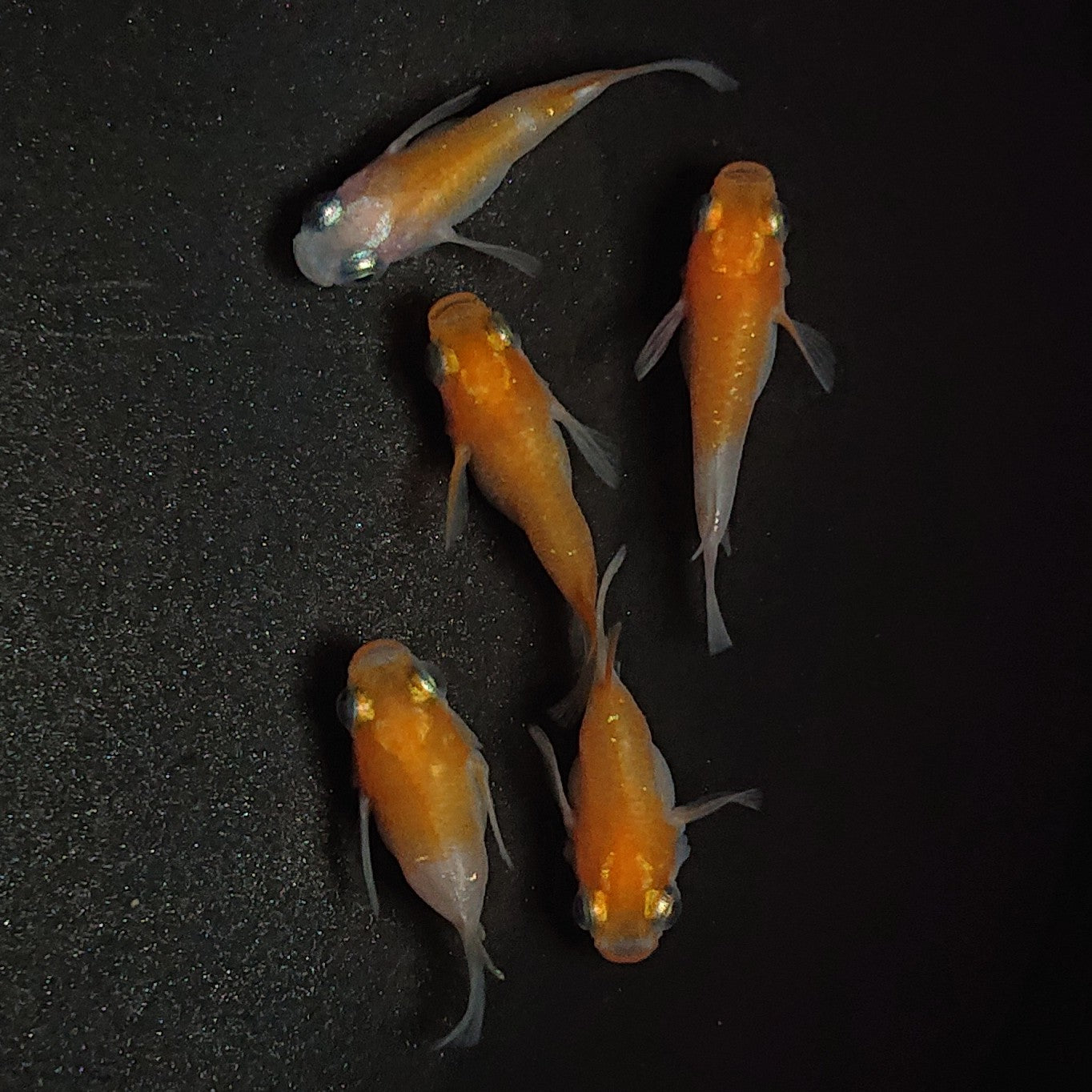 【現物】【上物】紅白本だるま 5匹 オス3メス2 1199