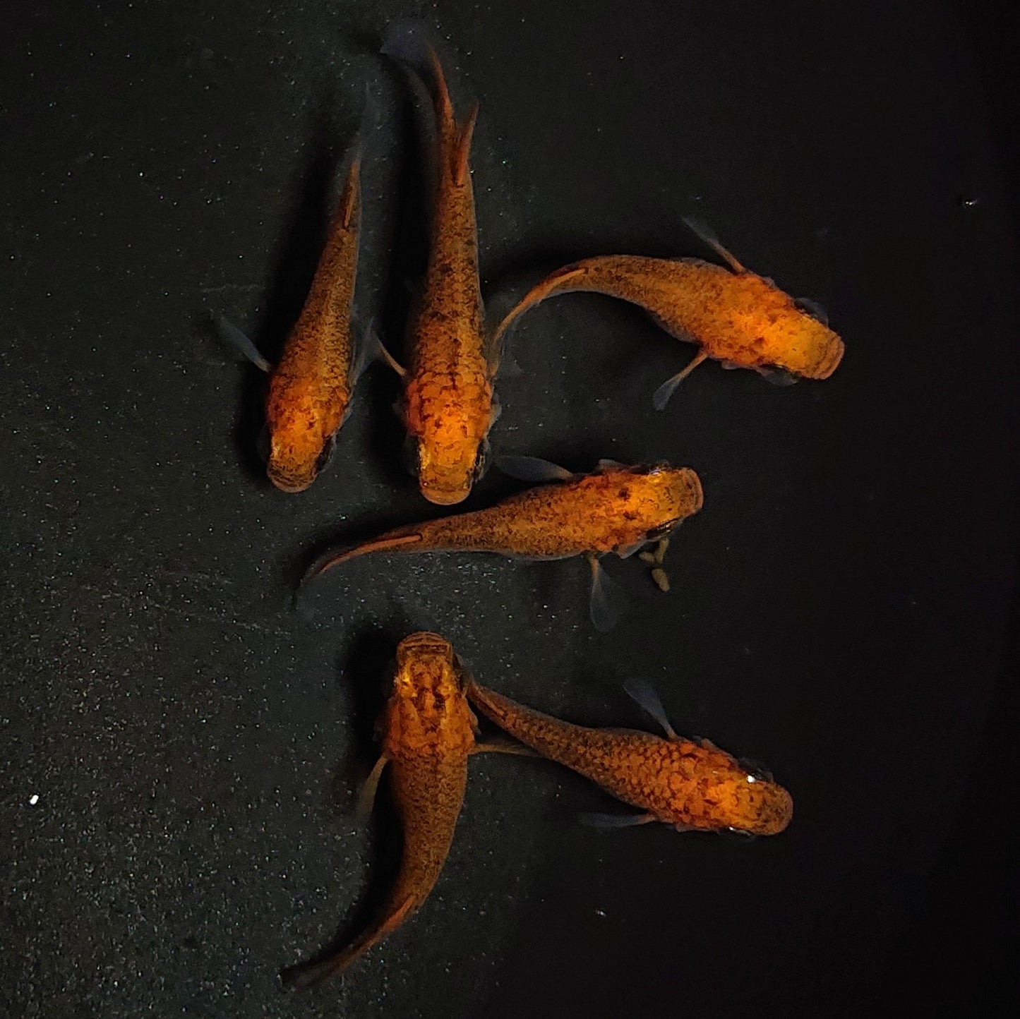 【現物】紅薊だるま 6匹 オス2メス4 1211