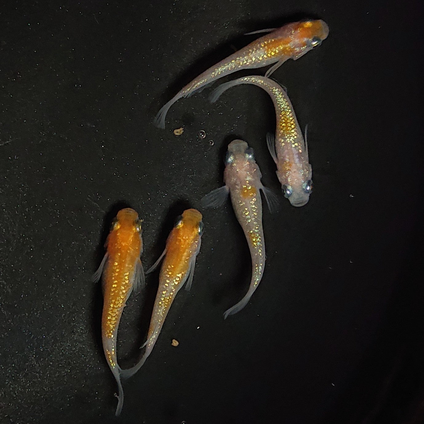 【現物】王華 5匹 オス3メス2 1220