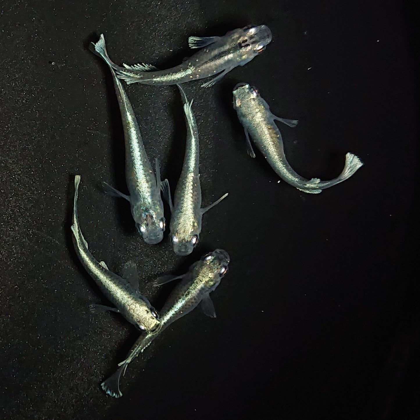 【現物】【親グレード】グランブルー若魚 3ペア Azumaめだか様純血統F4 強亜種表現個体1ペア入 1217