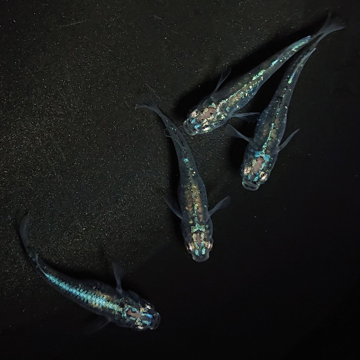 【現物】【NEW】【上物】鯖の極みホログラム系 鯖の極み×清流きりゅう体外光F9 2ペア 1218