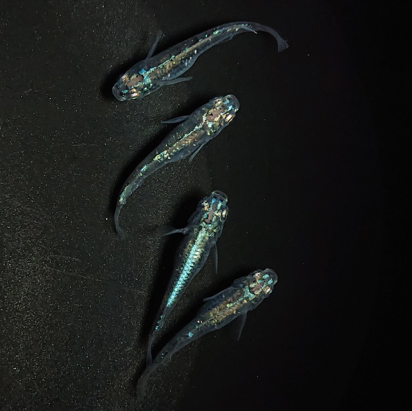 【現物】【NEW】【上物】鯖の極みホログラム系 鯖の極み×清流きりゅう体外光F9 2ペア 1218