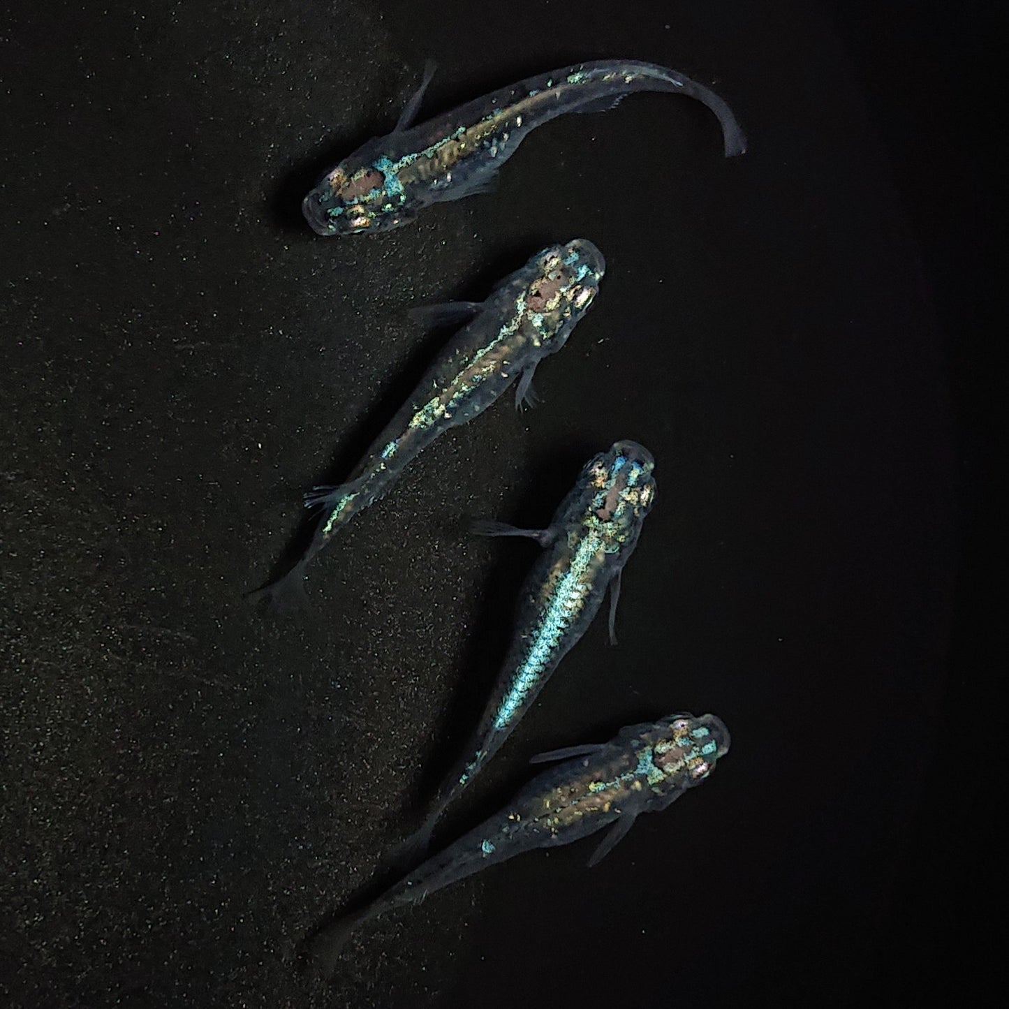 【現物】【NEW】【上物】鯖の極みホログラム系 鯖の極み×清流きりゅう体外光F9 2ペア 1218