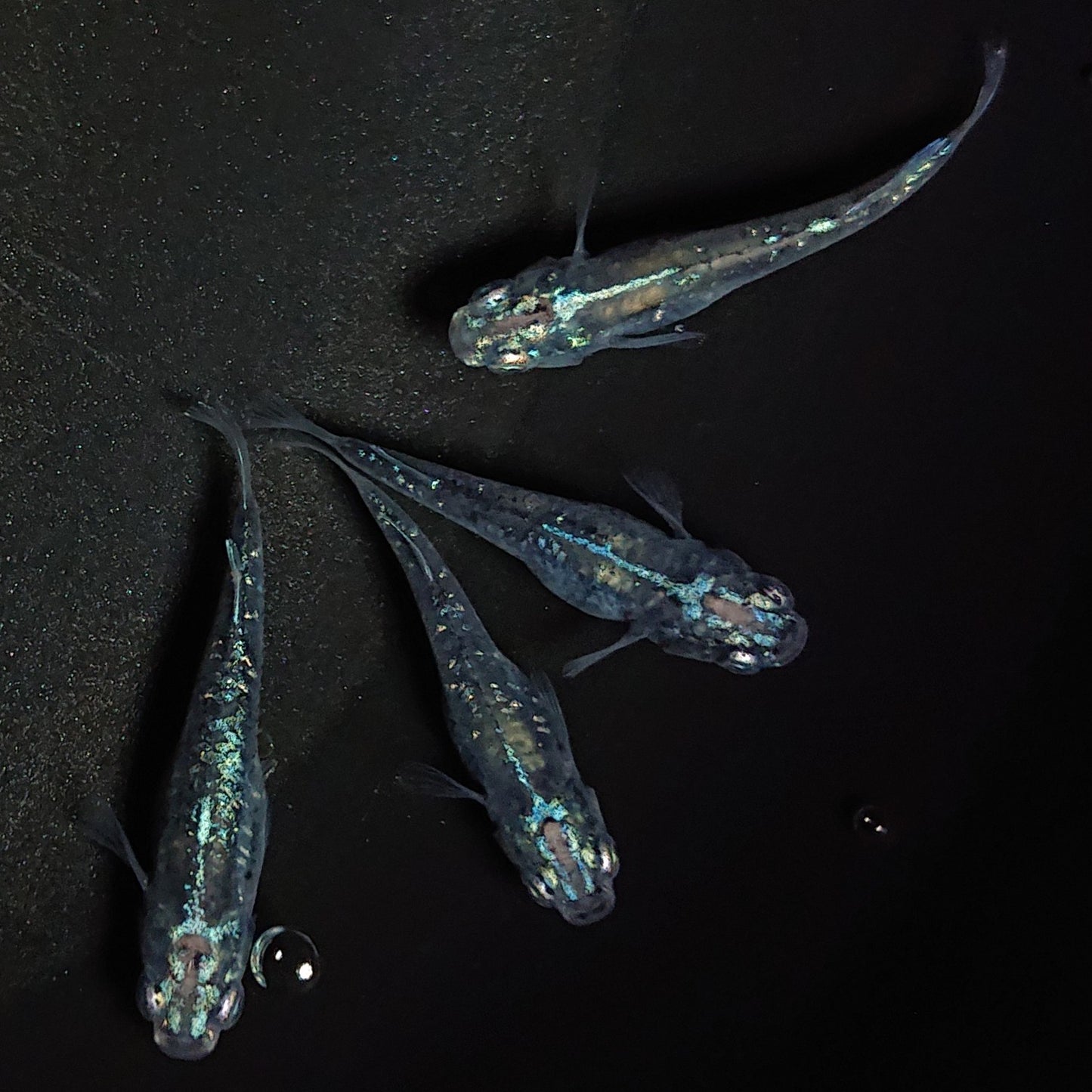 【現物】【上物】鯖の極みホログラム系 鯖の極み×清流きりゅう体外光F9 4匹 オス1メス3 1225