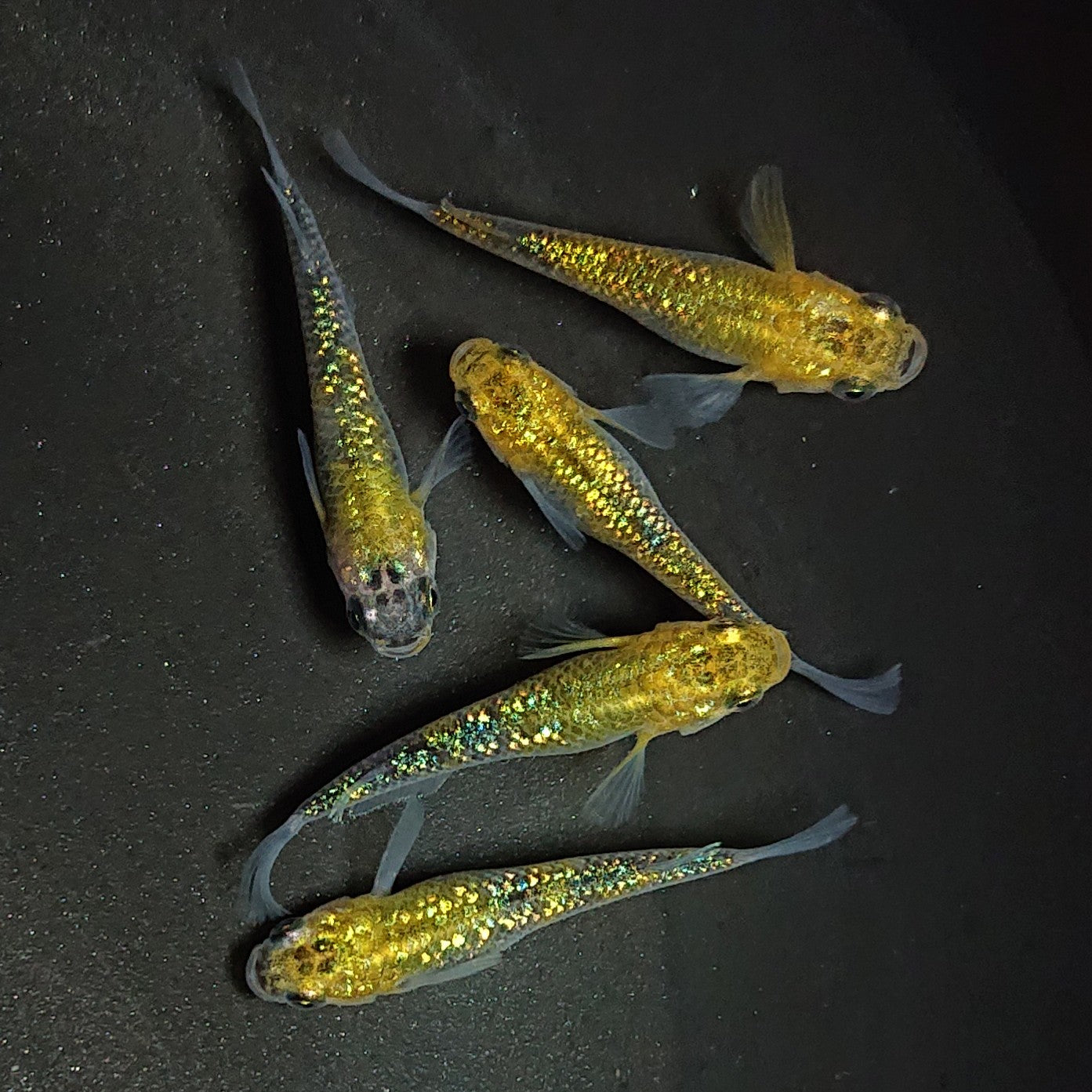 【現物】【上物】鬼ラメ×夜桜ゴールドF7 5匹 オス1メス4 1223