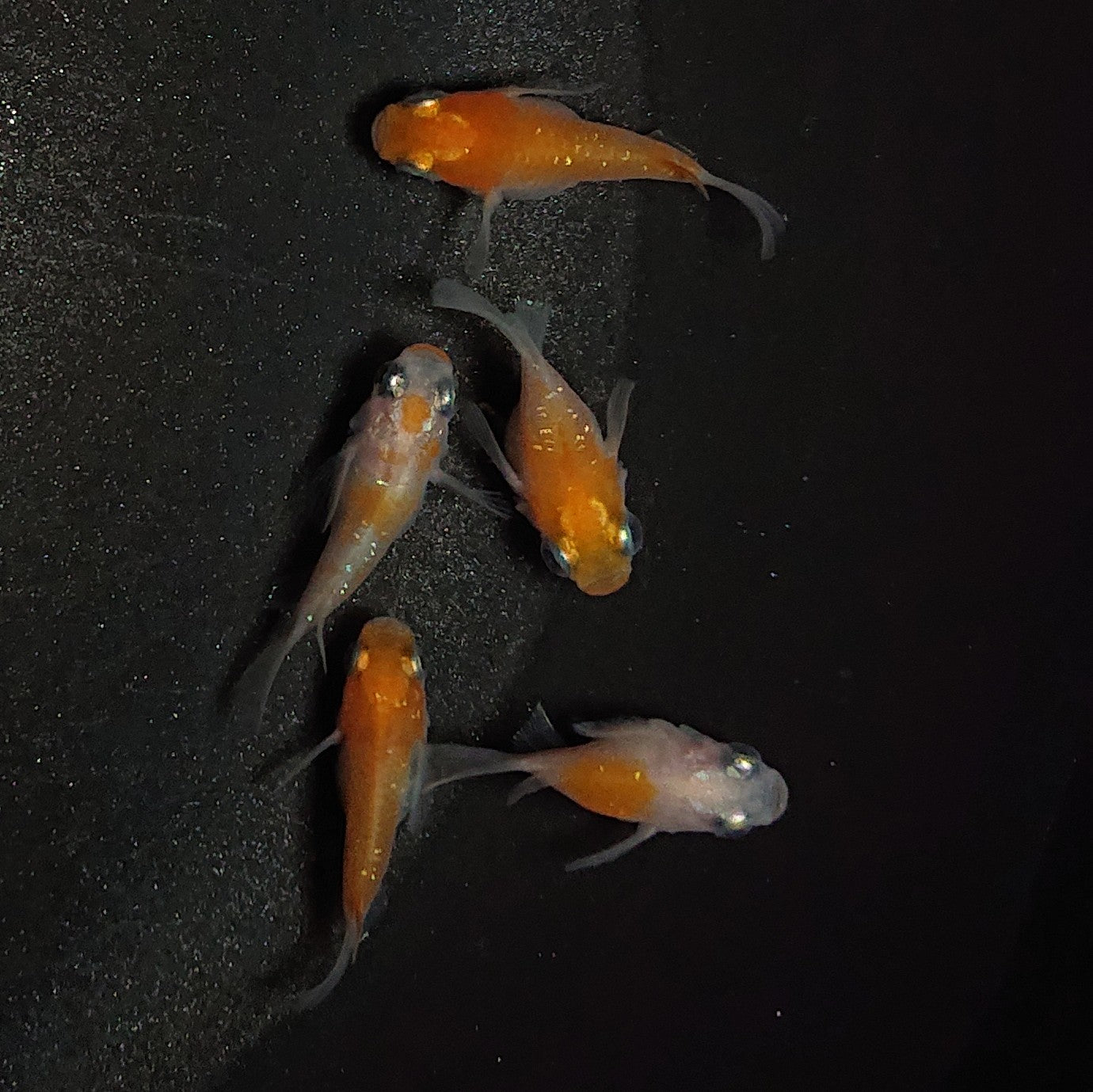 【現物】【上物】紅白本だるま 5匹 オス2メス3 1231
