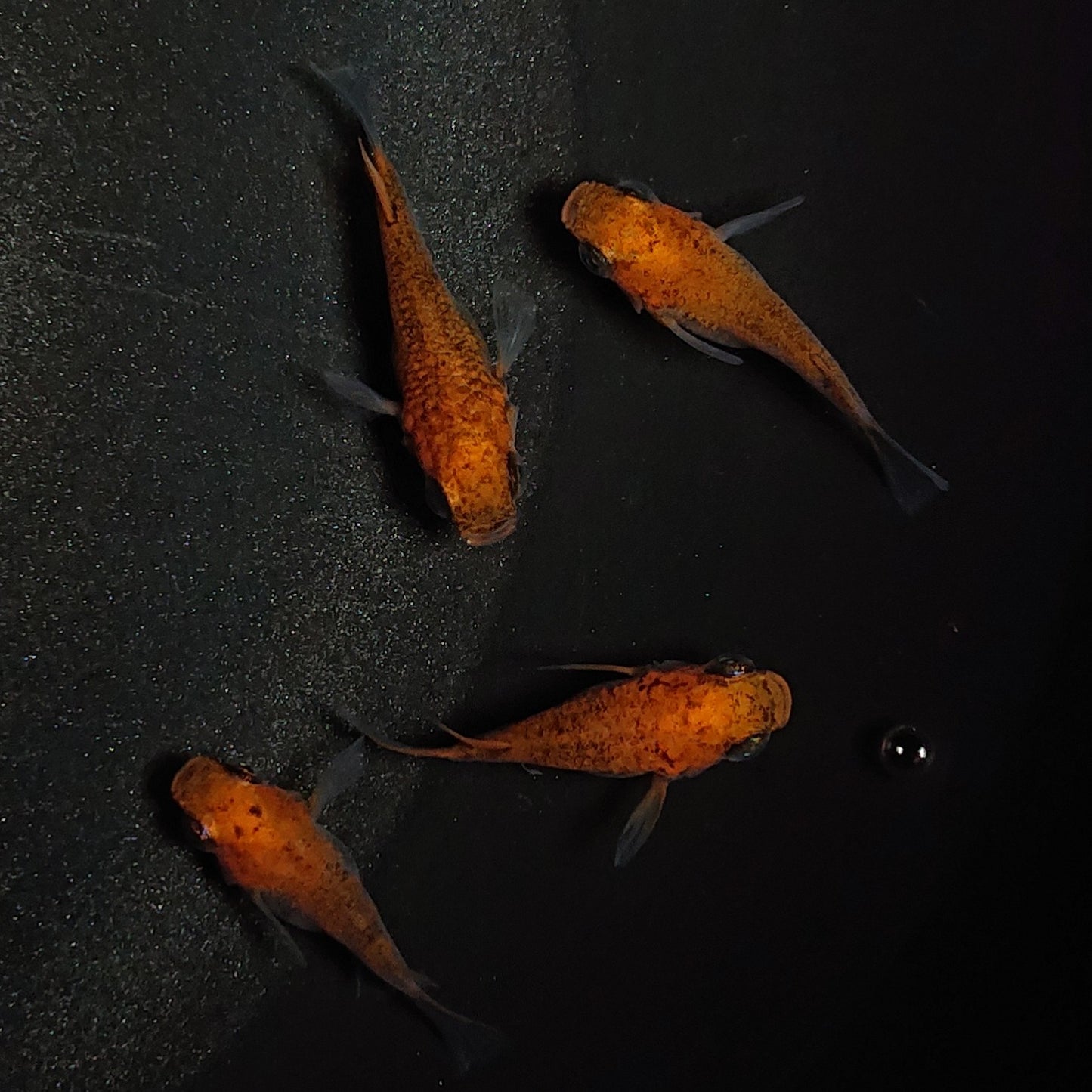 【現物】【親グレード】紅薊本だるま 2ペア 1230