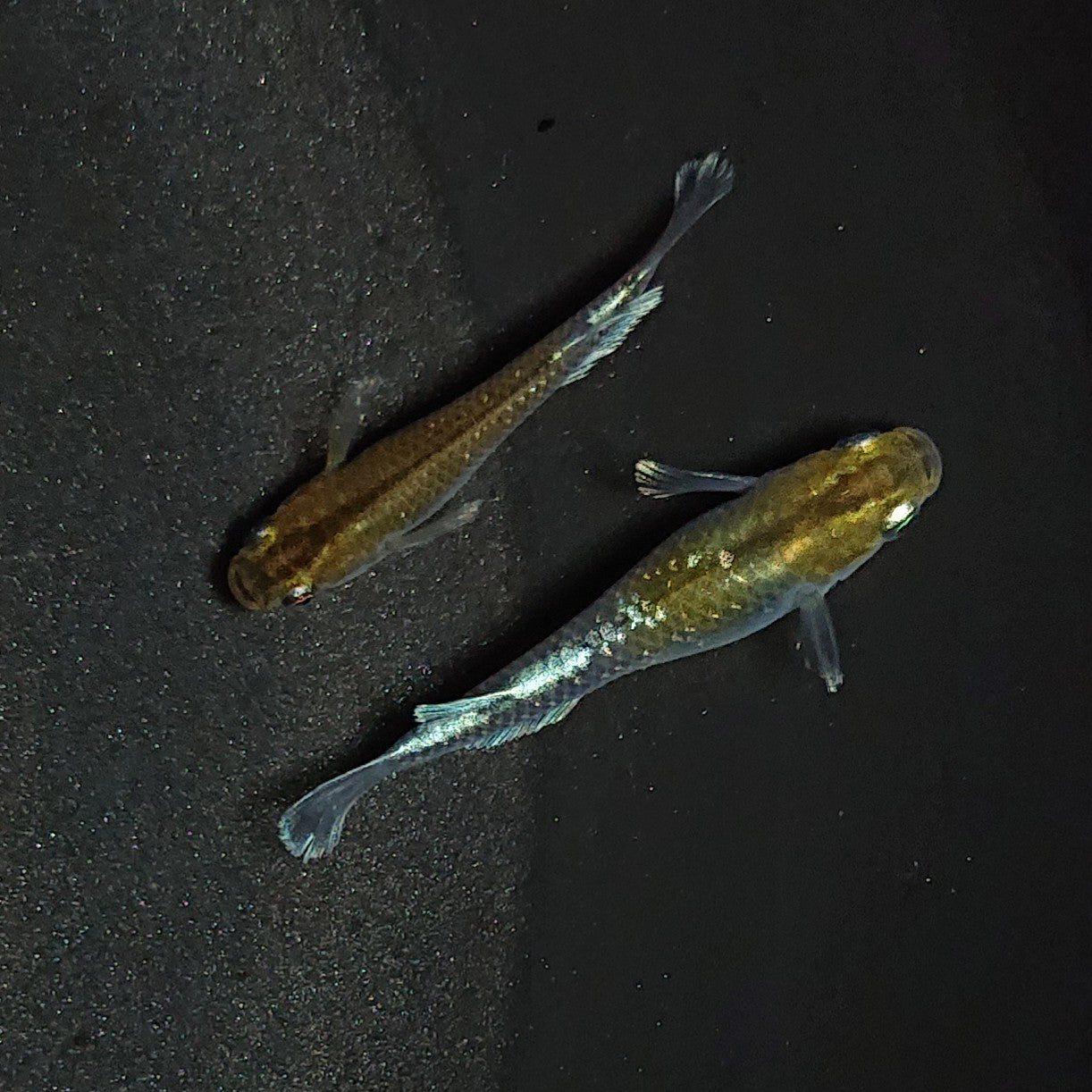 【現物】【上物】アルテミス 若魚 ペア 1261