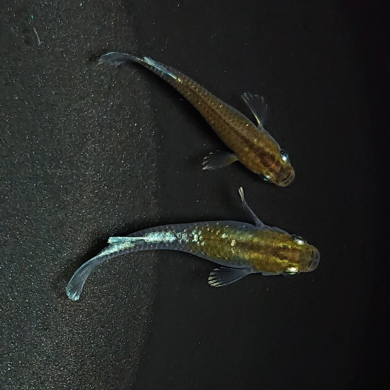 【現物】【上物】アルテミス 若魚 ペア 1261