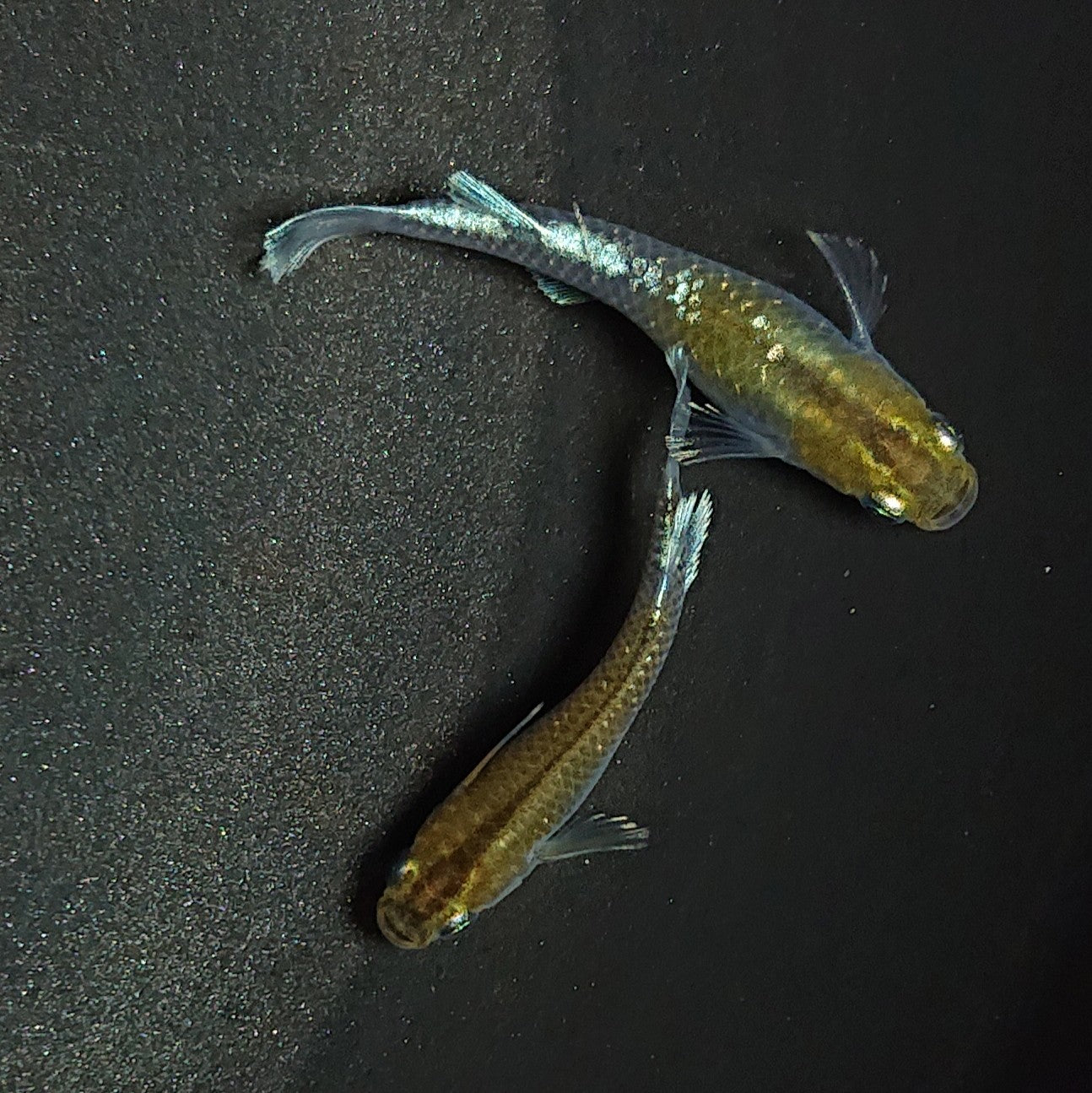 【現物】【上物】アルテミス 若魚 ペア 1261