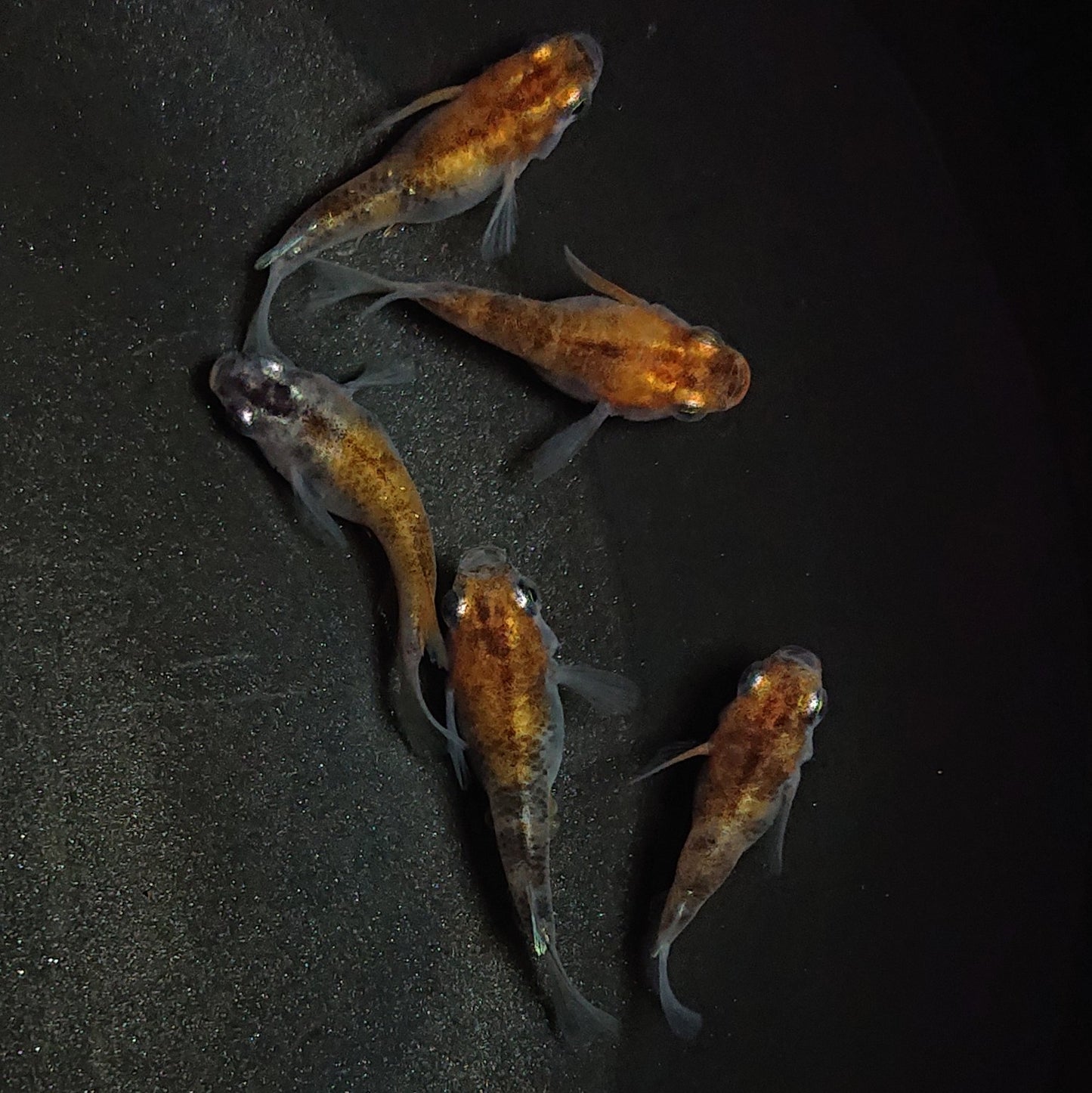 【現物】三色だるま 5匹 オス2メス3 1263