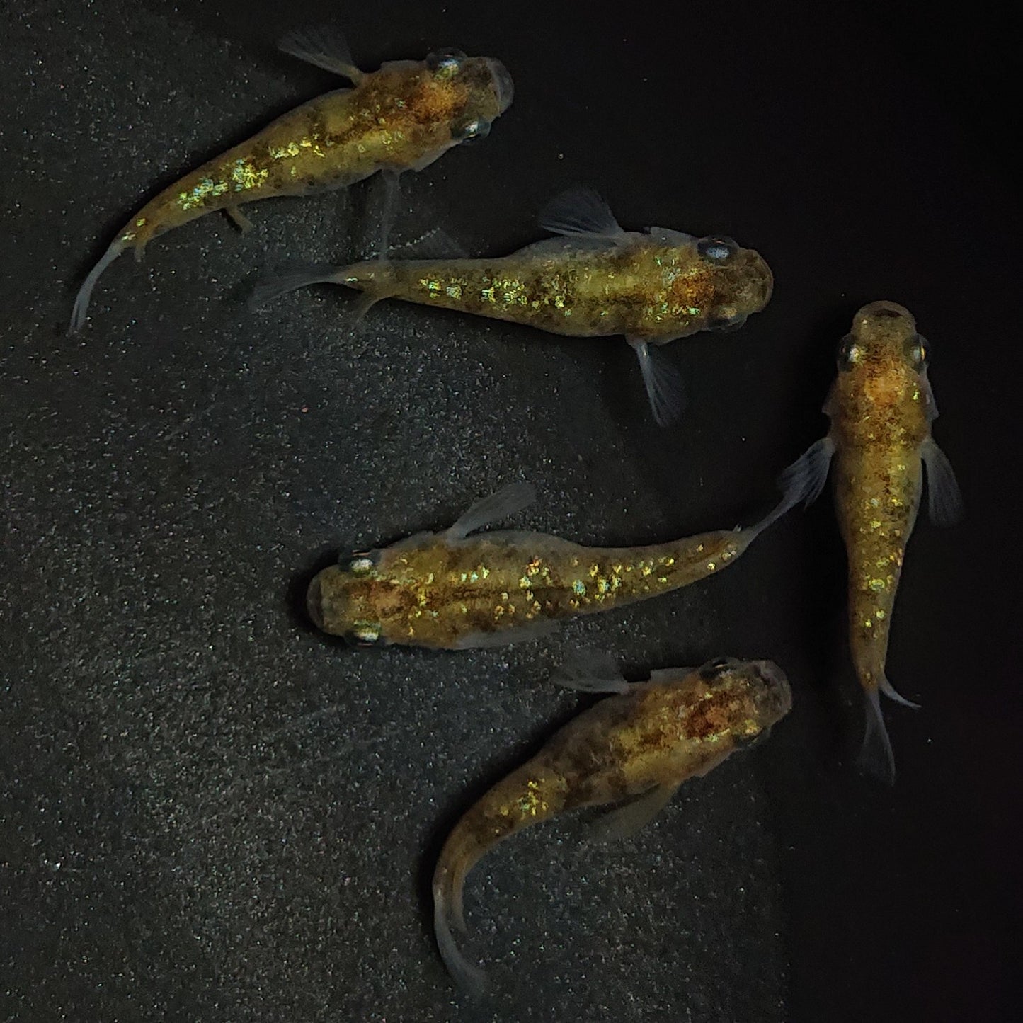 【現物】黄金三色ラメだるま 5匹 オス2メス3 1264
