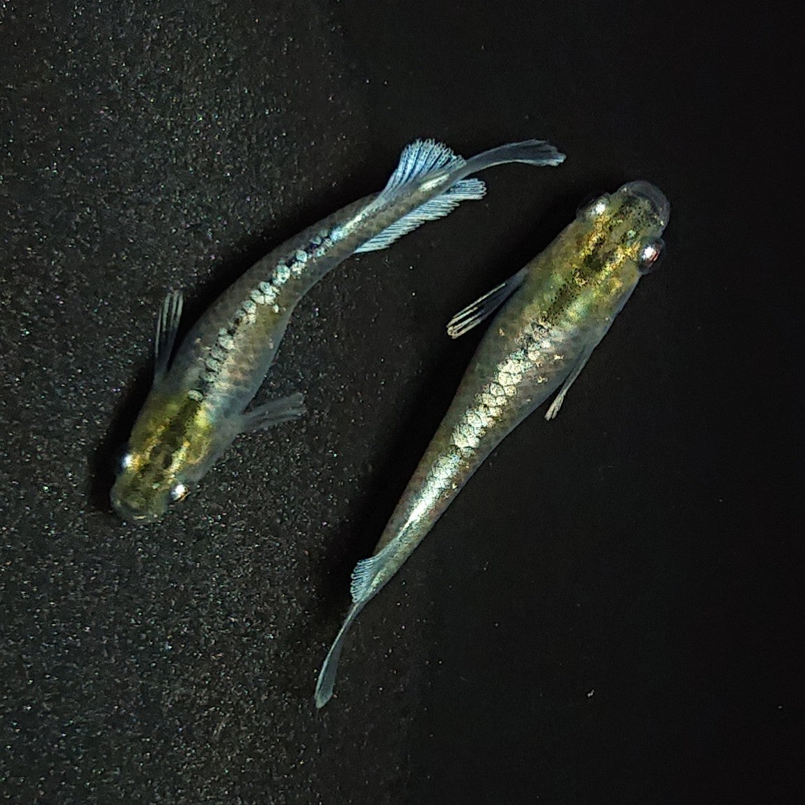 【現物】【NEW】【親グレード】エメキン(マリアージュキッシングワイドフィン エメラルドフィンタイプ) 若魚 ペア 1258
