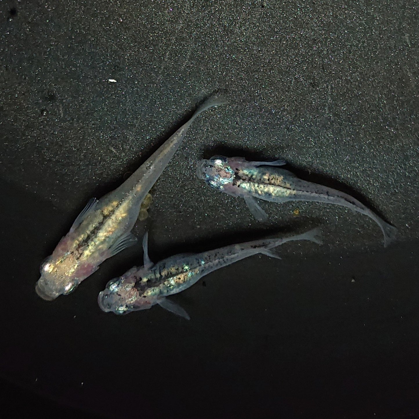 【現物】【NEW】【上物】鯖の微笑み 若魚 3匹 オス1メス2 1259