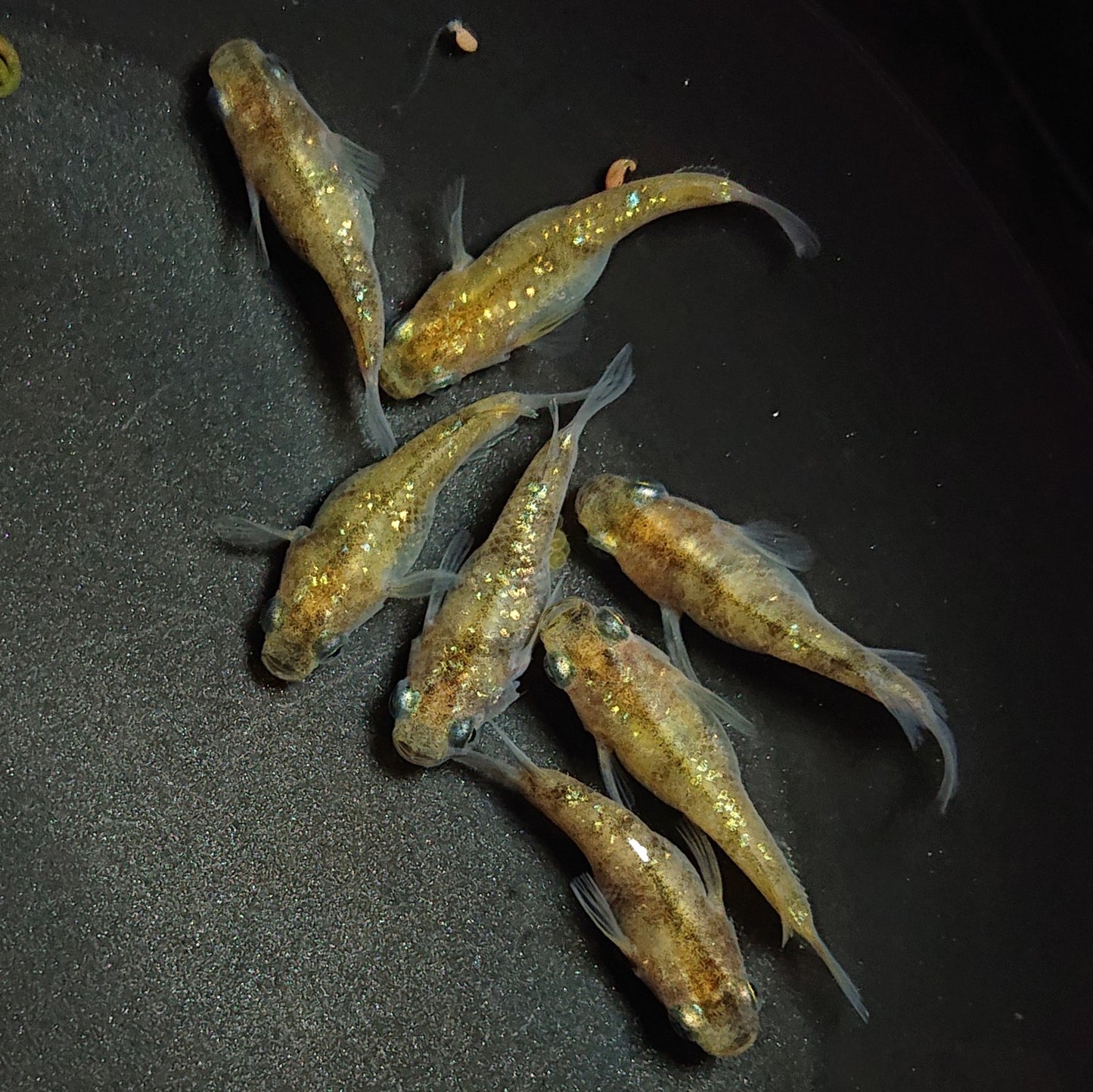 【現物】黄金三色ラメだるま 7匹 オス2メス5 1267