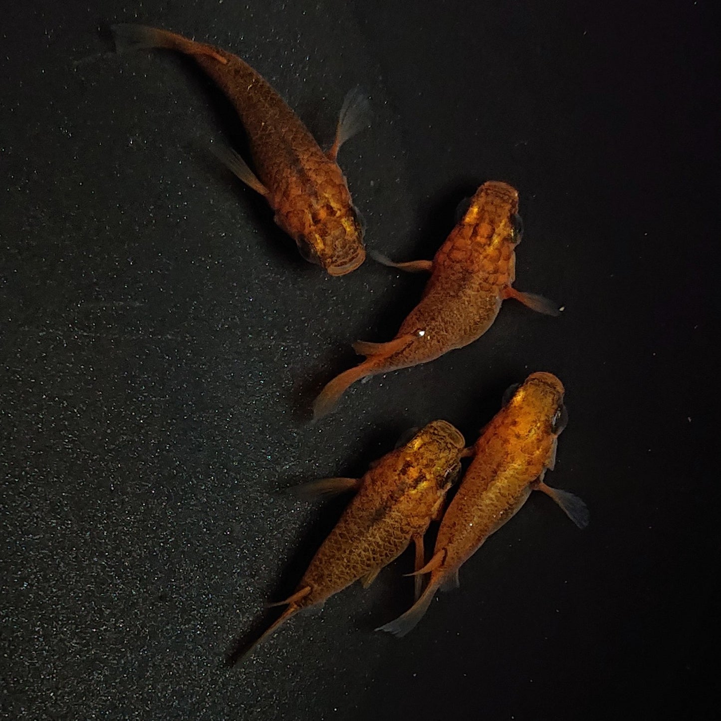 【現物】紅薊本だるま 4匹 オス1メス3 1268