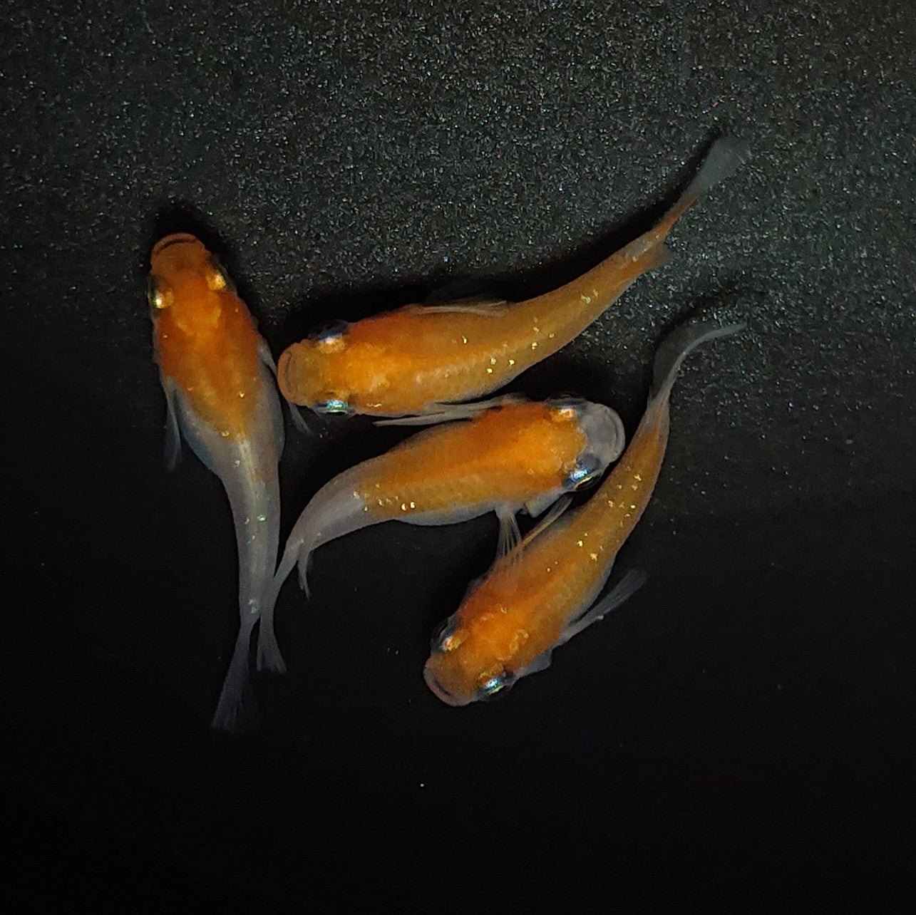 【現物】紅白だるま 2ペア 1275