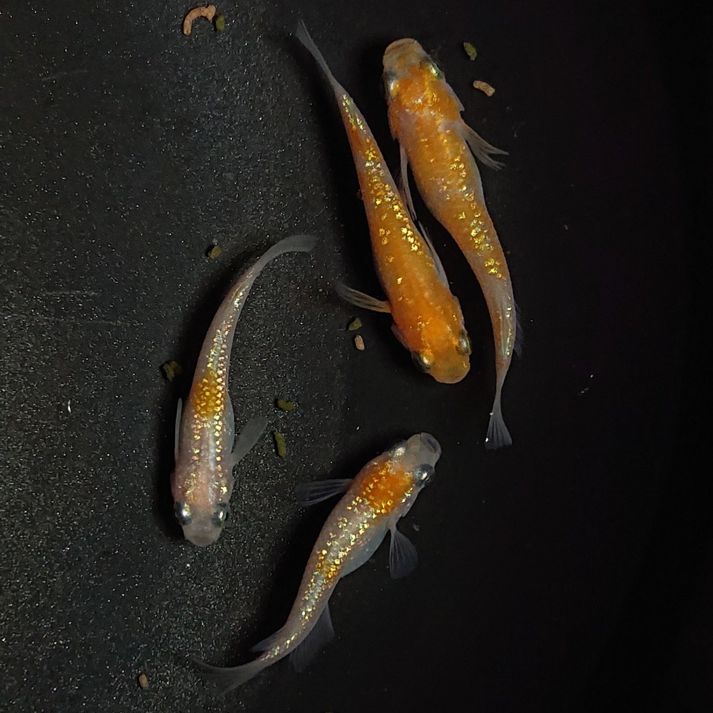 【現物】王華 4匹 オス3メス1 1276