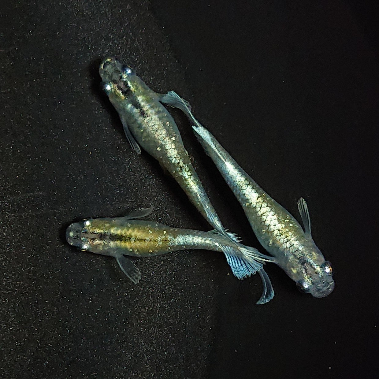 【現物】エメキン(マリアージュキッシングワイドフィン エメラルドフィンタイプ) 若魚 3匹 オス1メス2 1271