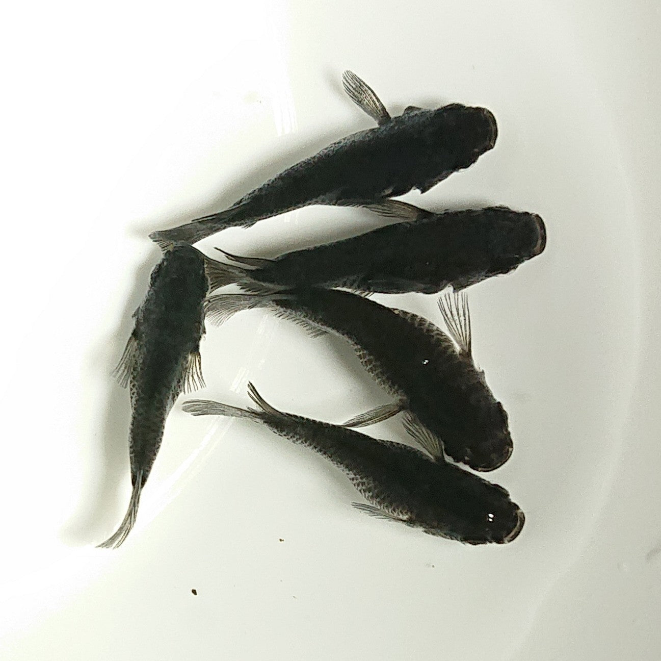 【現物】オロチだるま 5匹 オス4メス1 1273