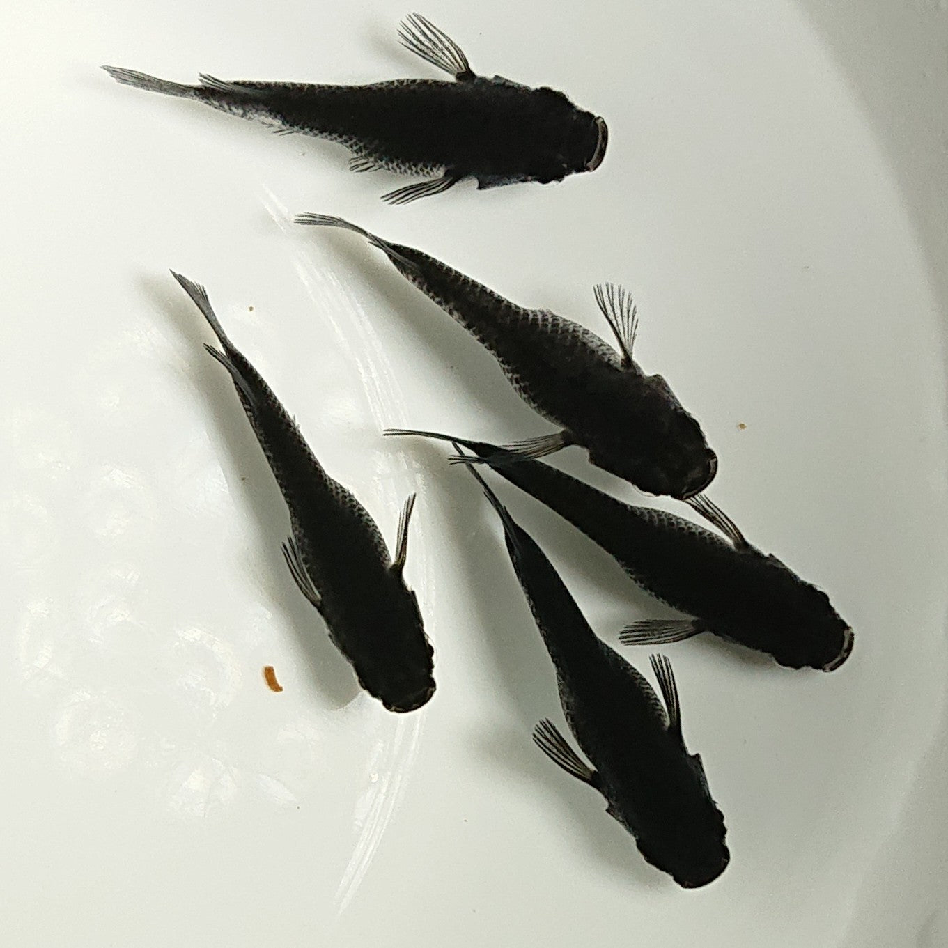 【現物】オロチだるま 5匹 オス2メス3 1280