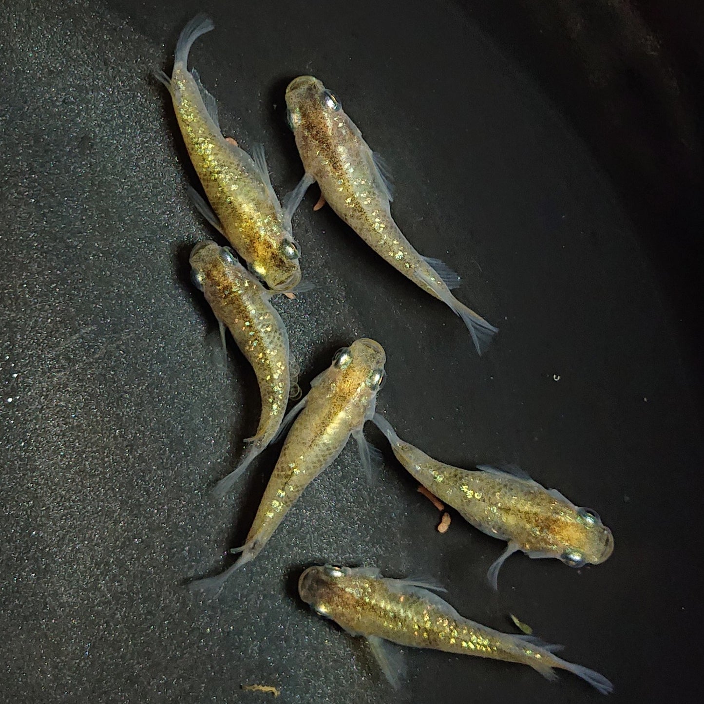 【現物】黄金三色ラメだるま 6匹 オス2メス4 1282
