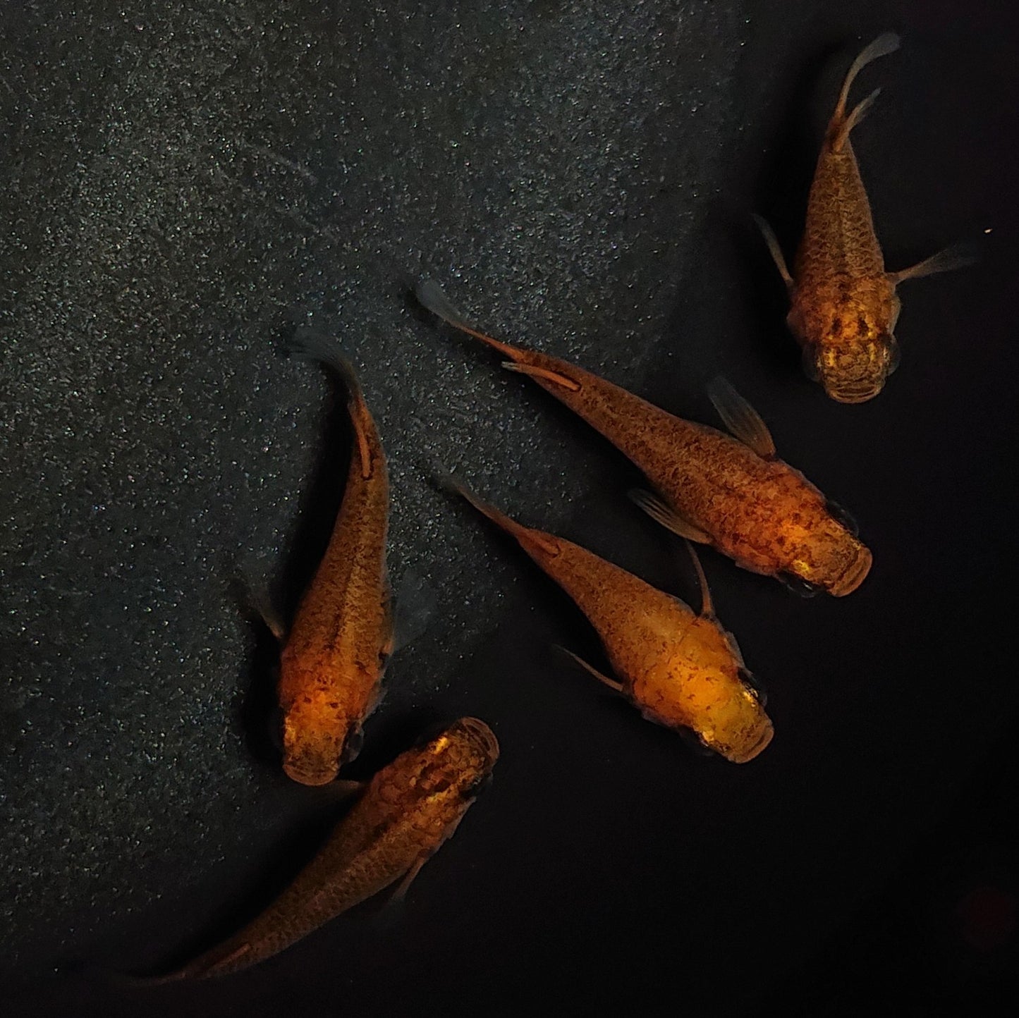 【現物】紅薊だるま 5匹 オス1メス4 1281