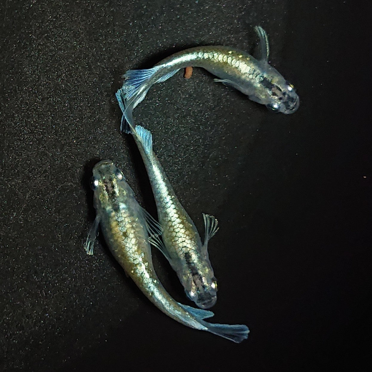 【現物】【上物】エメキン(マリアージュキッシングワイドフィン エメラルドフィンタイプ) 若魚 3匹 オス1メス2 1278