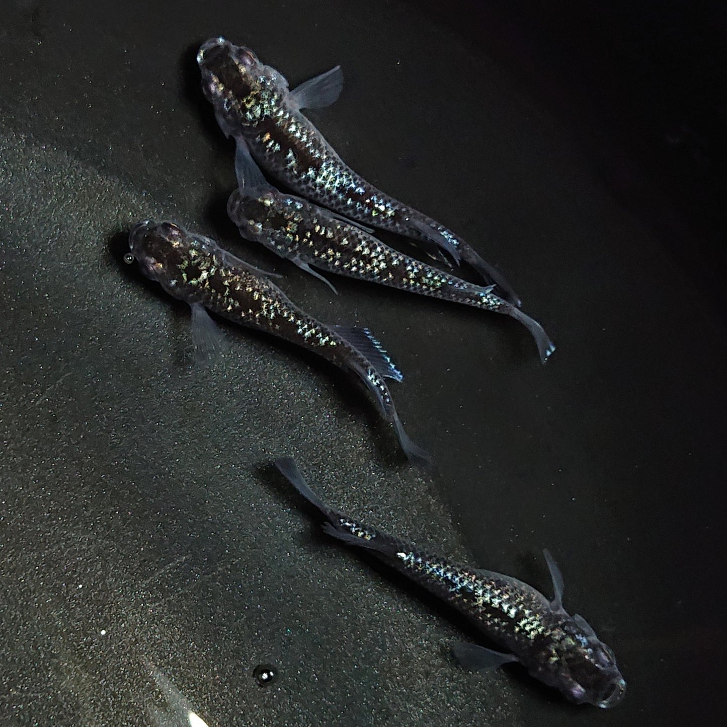 【現物】【上物】ブラックダイヤ上見強ラメ 天真めだか様純血統 F3 4匹 オス3メス1 1279