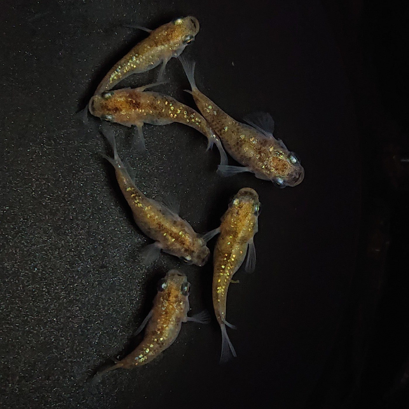 【現物】黄金三色ラメだるま 3ペア 1289
