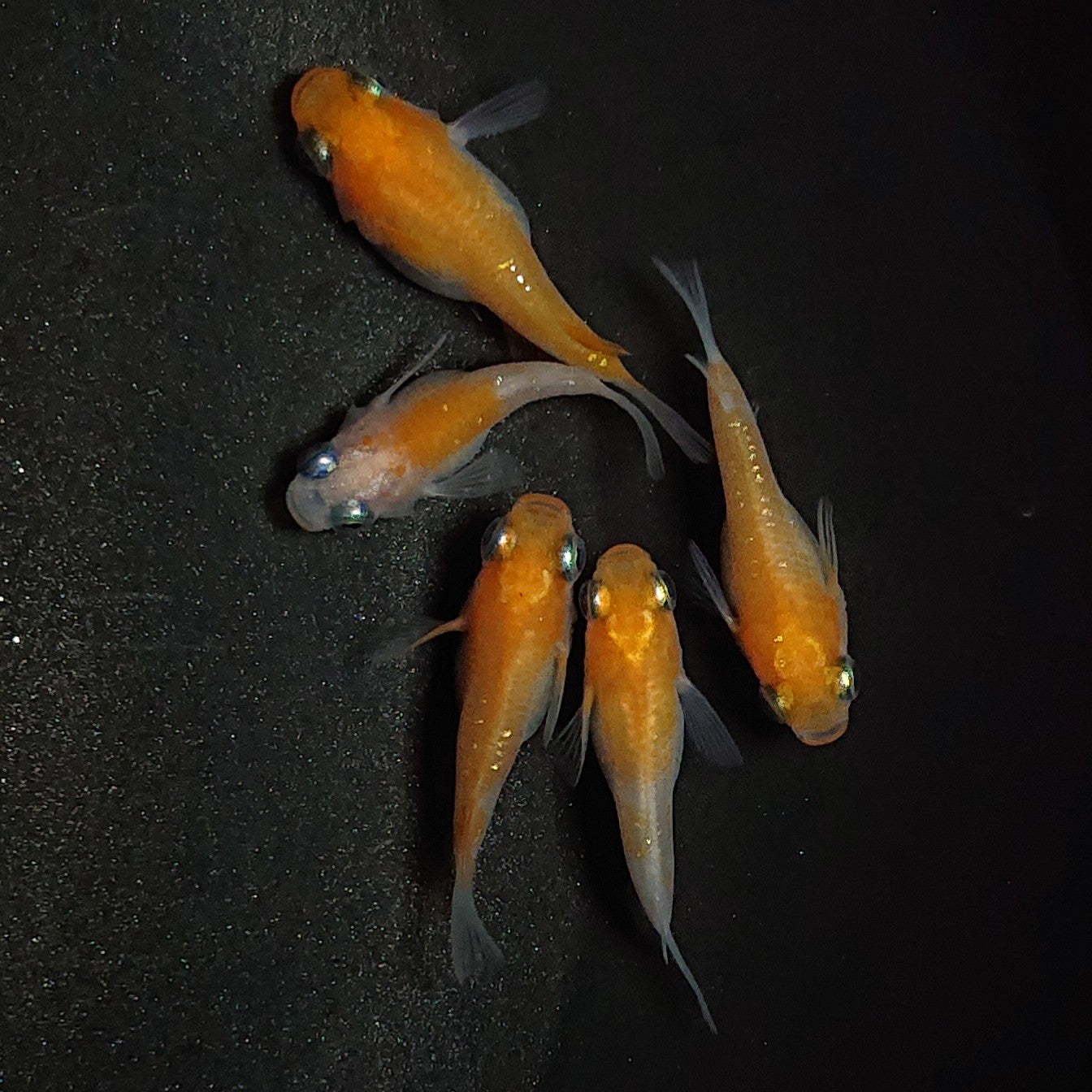 【現物】紅白だるま 5匹 オス2メス3 1290