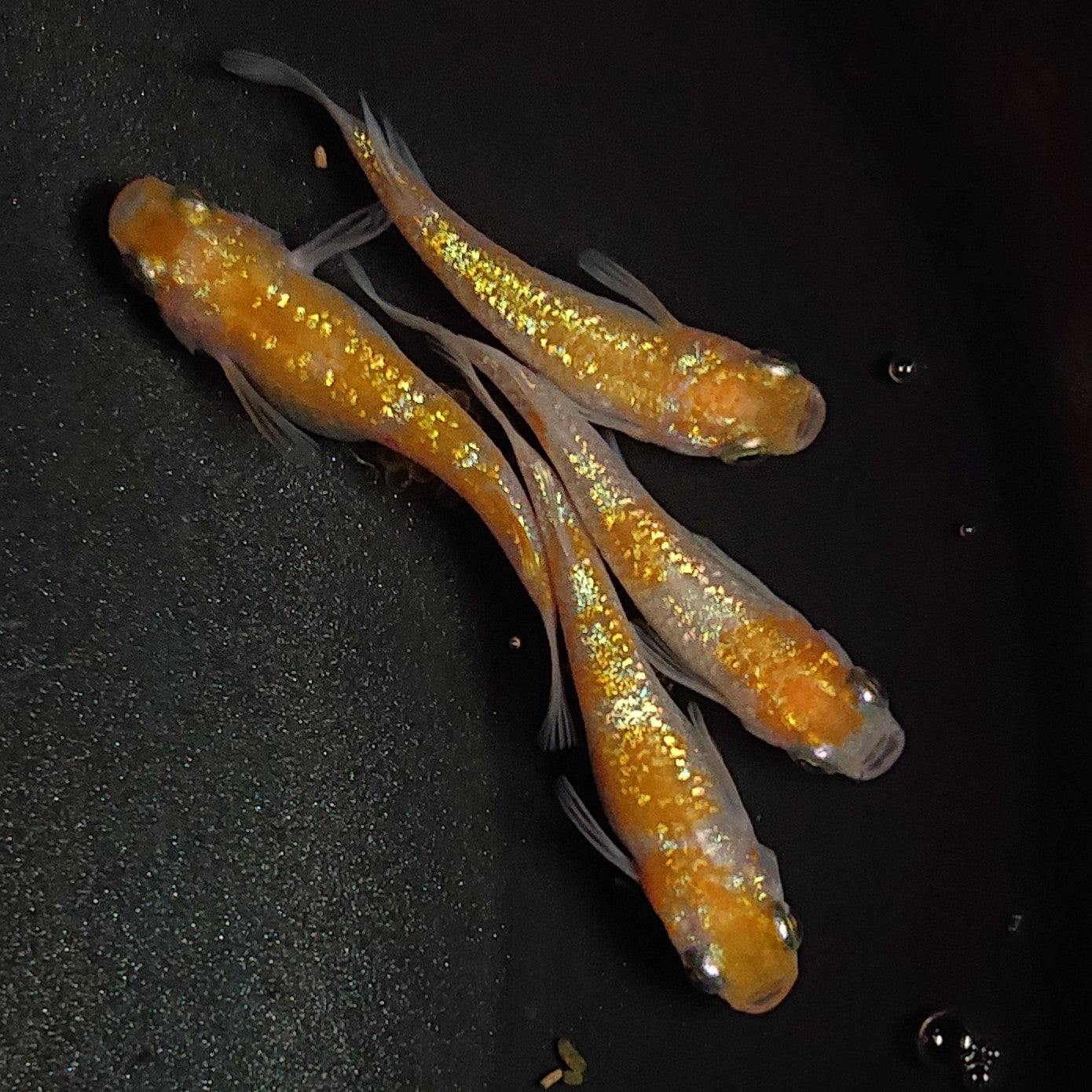 【現物】王華 2ペア 1287