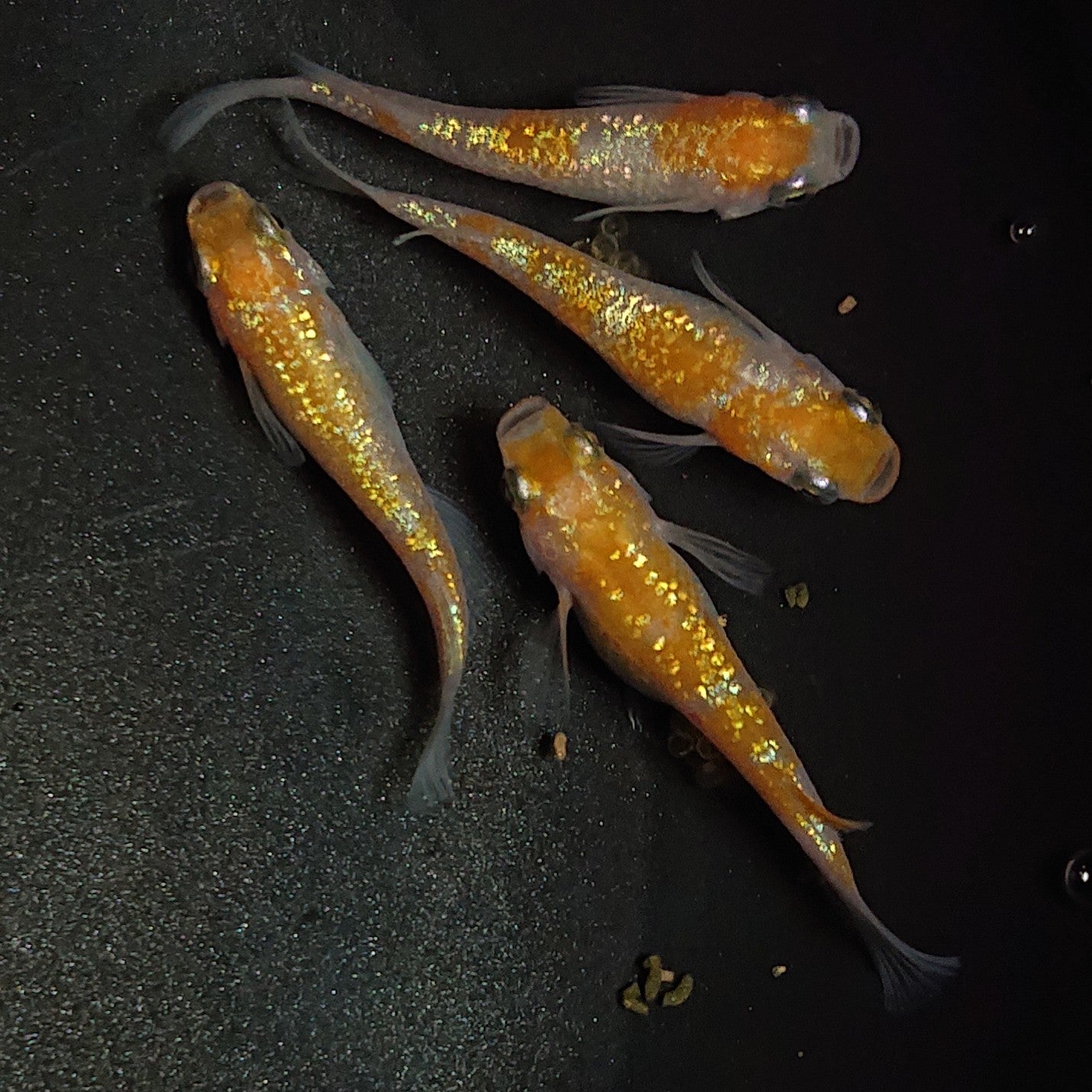 【現物】王華 2ペア 1287