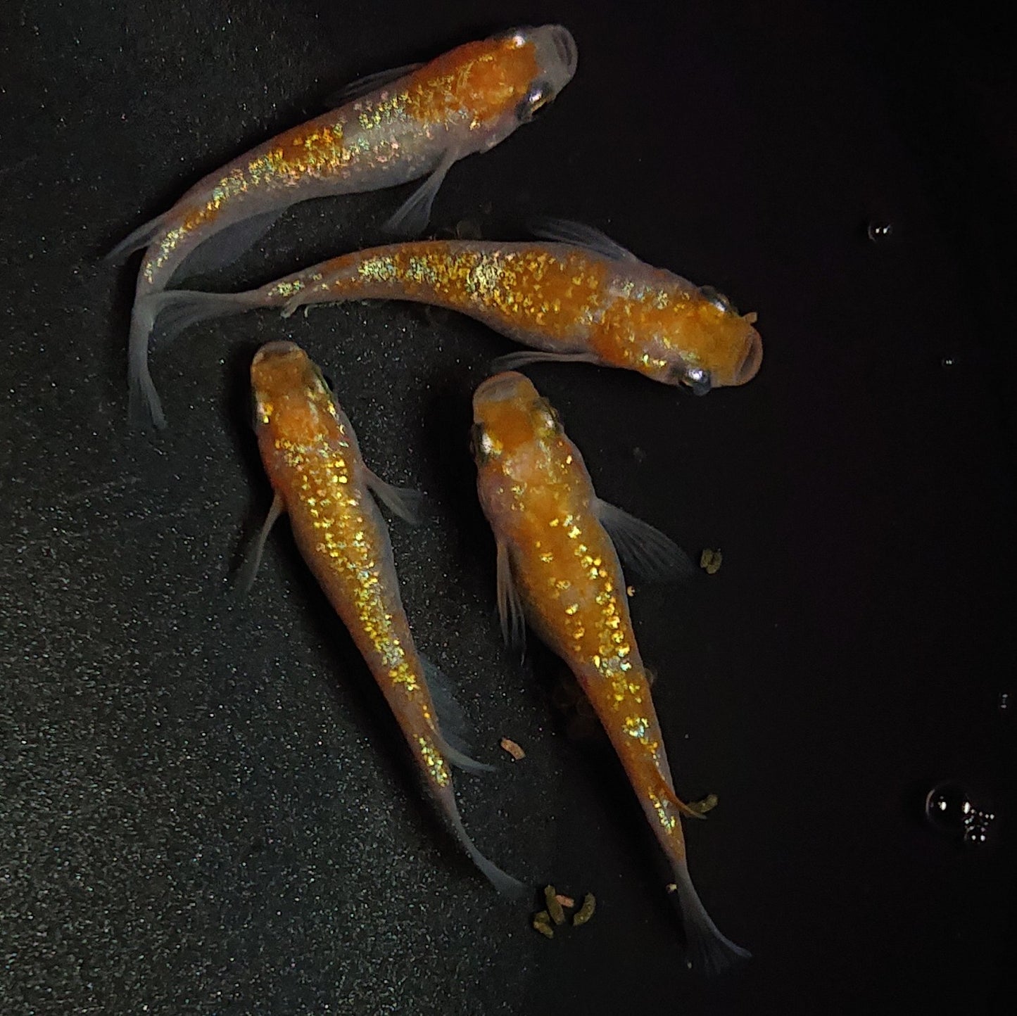 【現物】王華 2ペア 1287