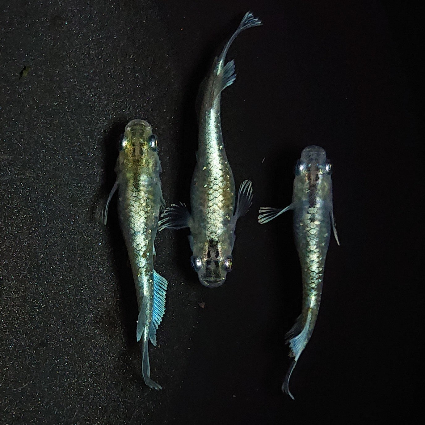 【現物】【上物】エメキン(マリアージュキッシングワイドフィン エメラルドフィンタイプ) 若魚 3匹 オス1メス2 1286