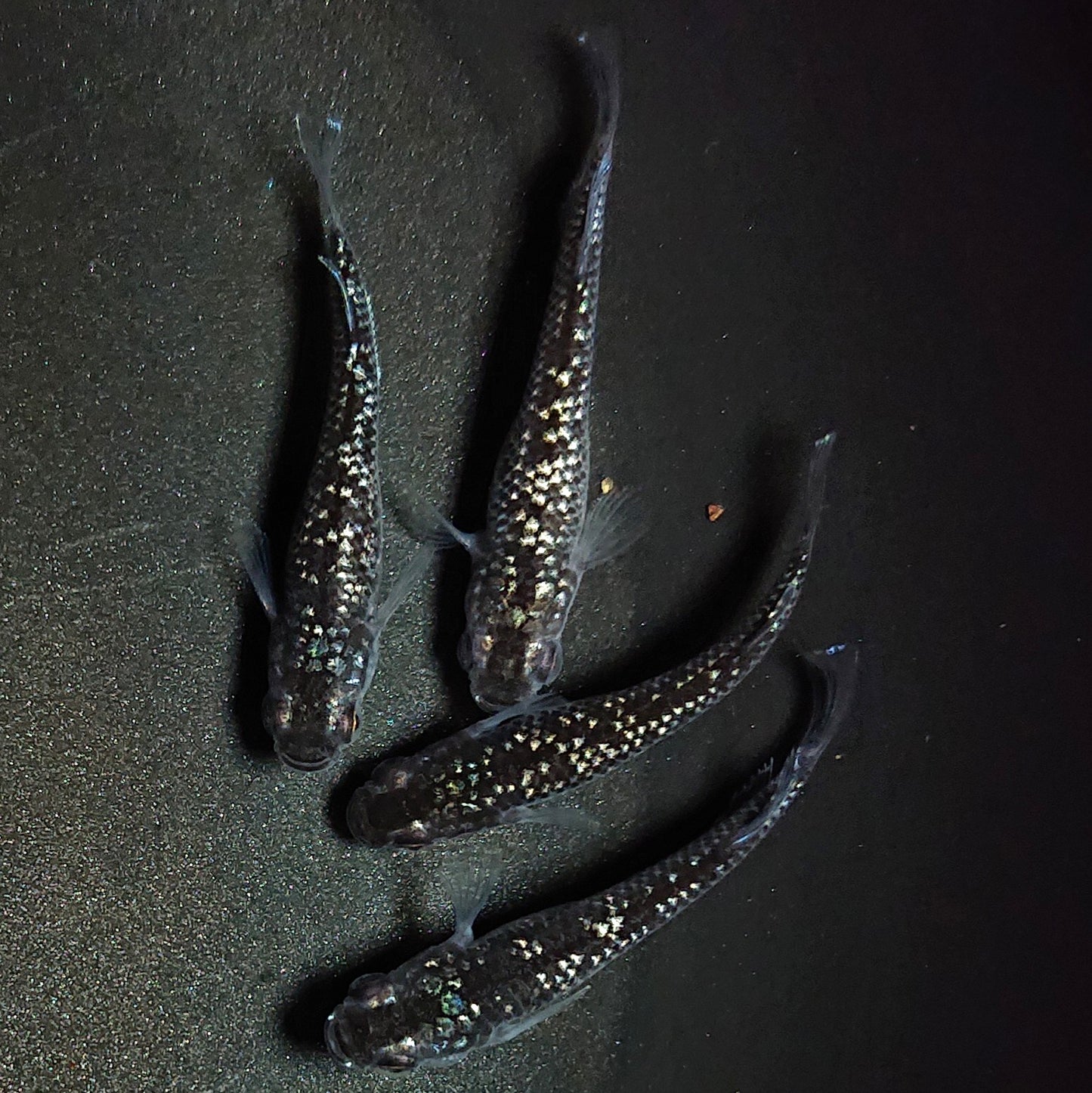 【現物】【上物】ブラックダイヤ上見強ラメ 西郷めだか様純血統 F4 2ペア 1283