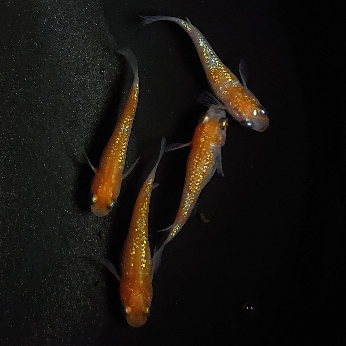 【現物】王華 2ペア 1298