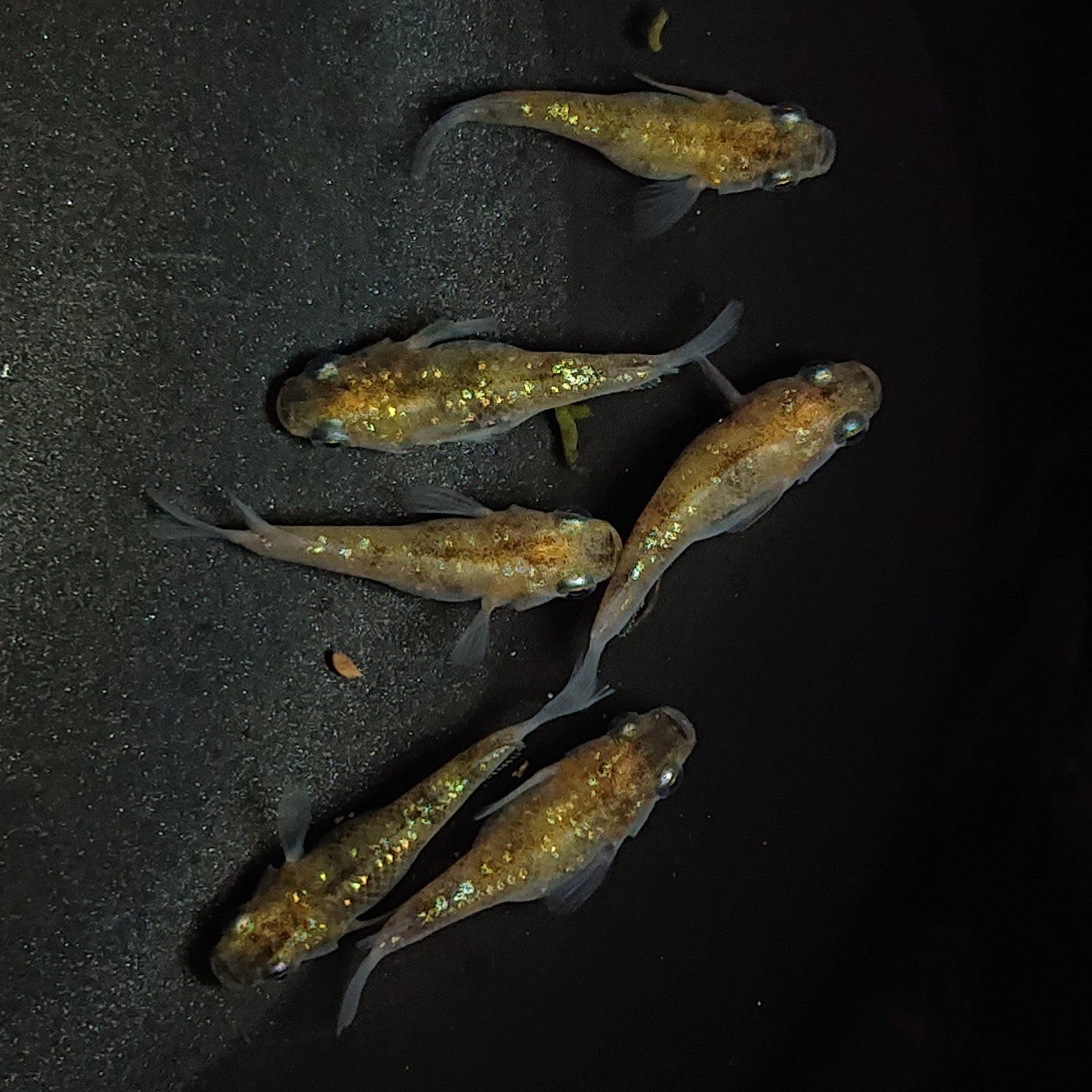 【現物】黄金三色ラメだるま 6匹 オス2メス4 1297