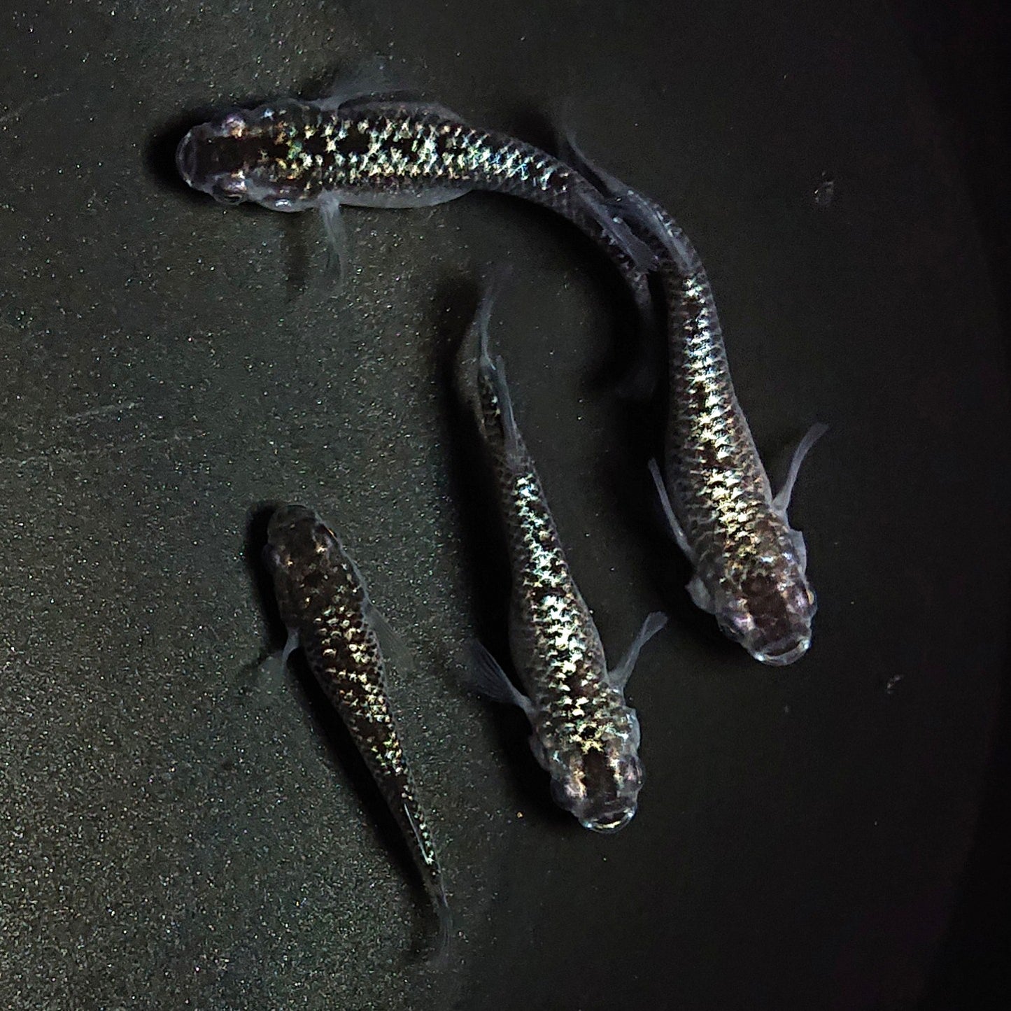【現物】【上物】ブラックダイヤ上見強ラメ 天真めだか様純血統 F3 4匹 オス3メス1 1294