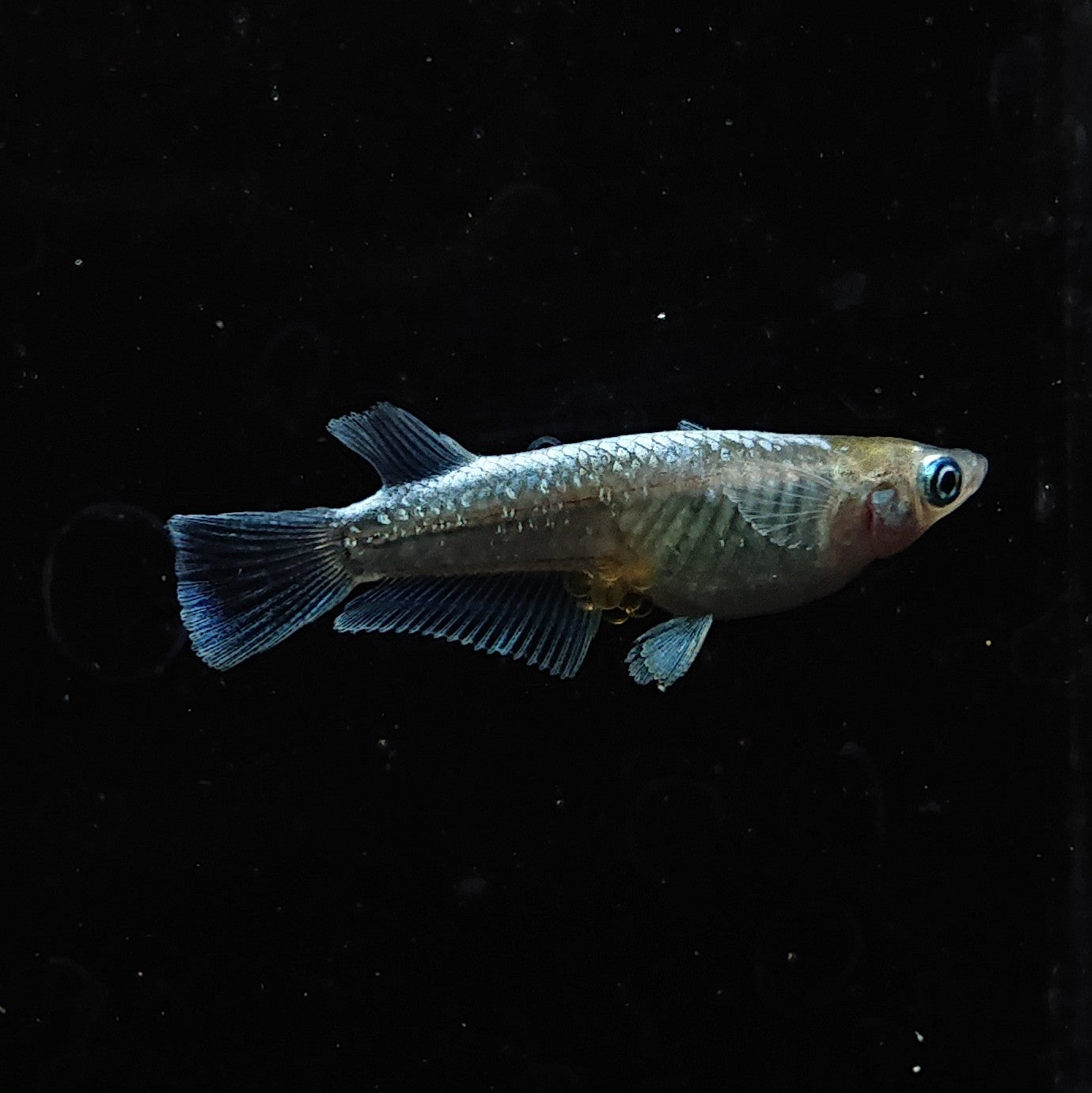 【現物】【親グレード】エメキン(マリアージュキッシングワイドフィン エメラルドフィンタイプ) 若魚 3匹 オス2メス1 1293