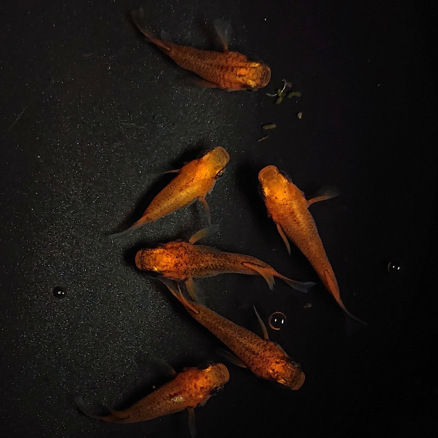 【現物】紅薊だるま 6匹 オス4メス2 1306