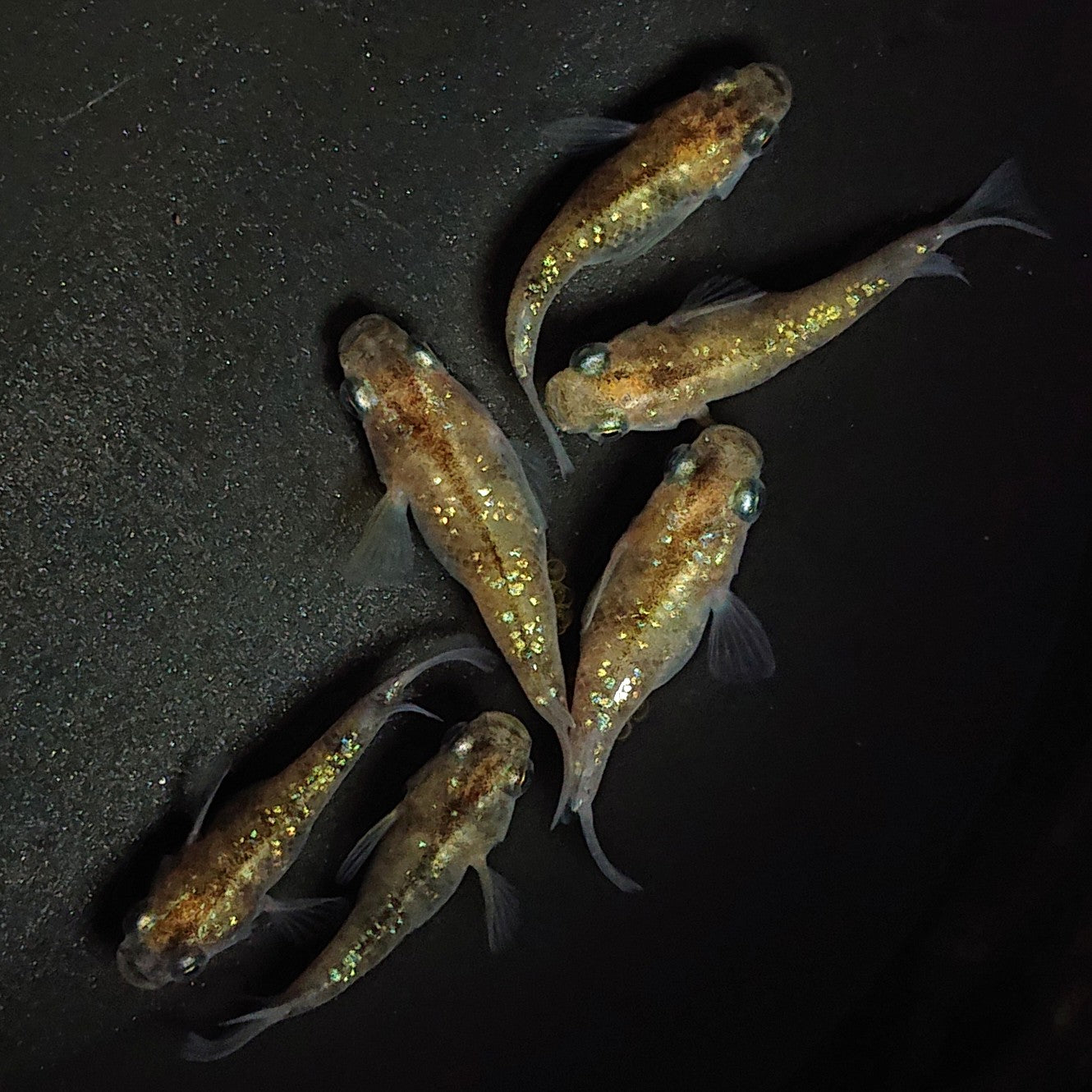 【現物】黄金三色ラメだるま 3ペア 1305
