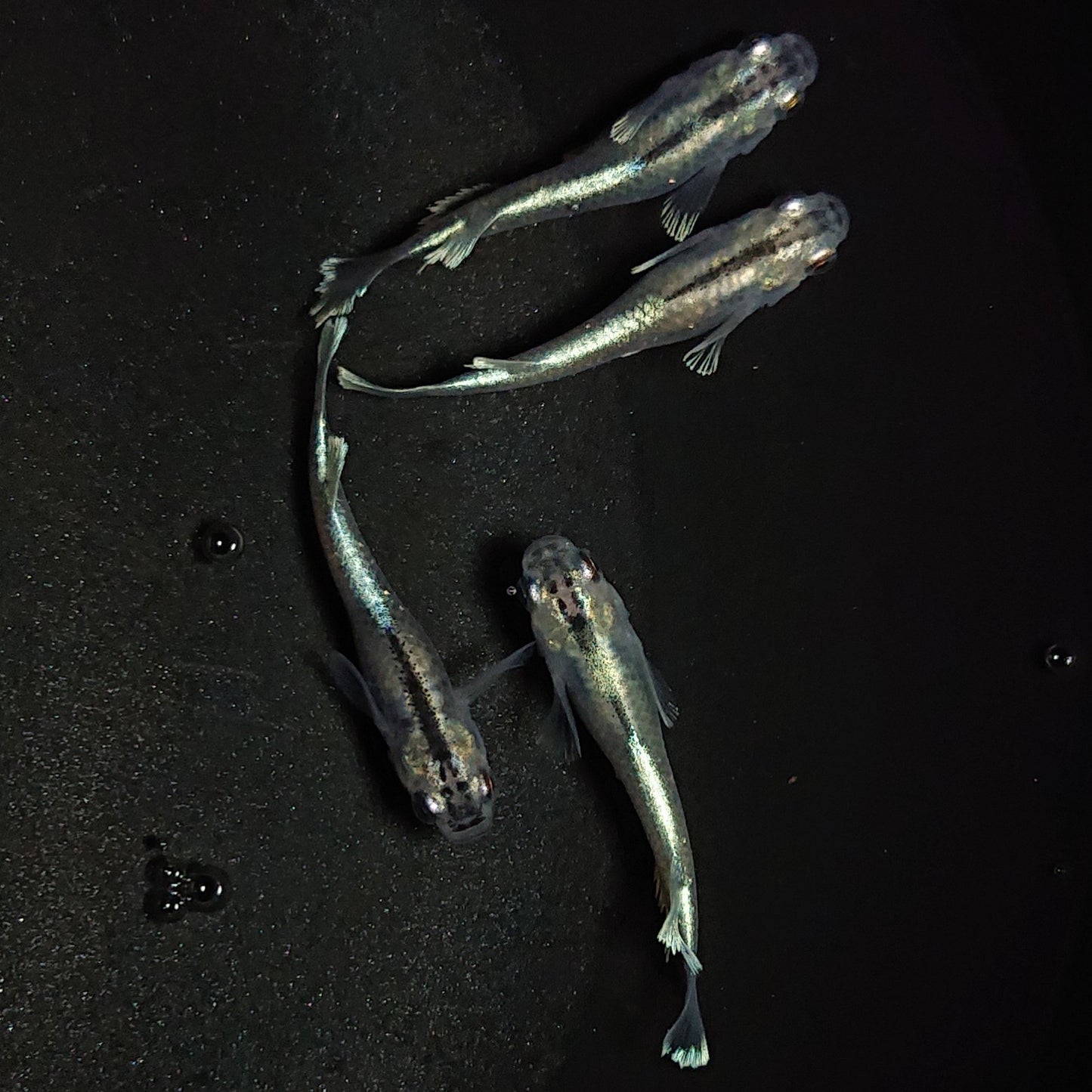 【現物】グランブルー若魚 2ペア 1300