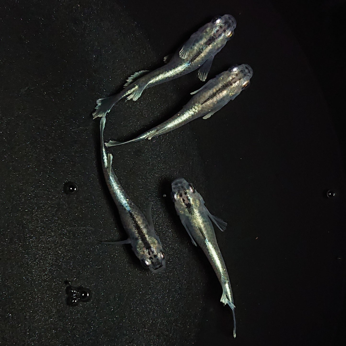 【現物】グランブルー若魚 2ペア 1300