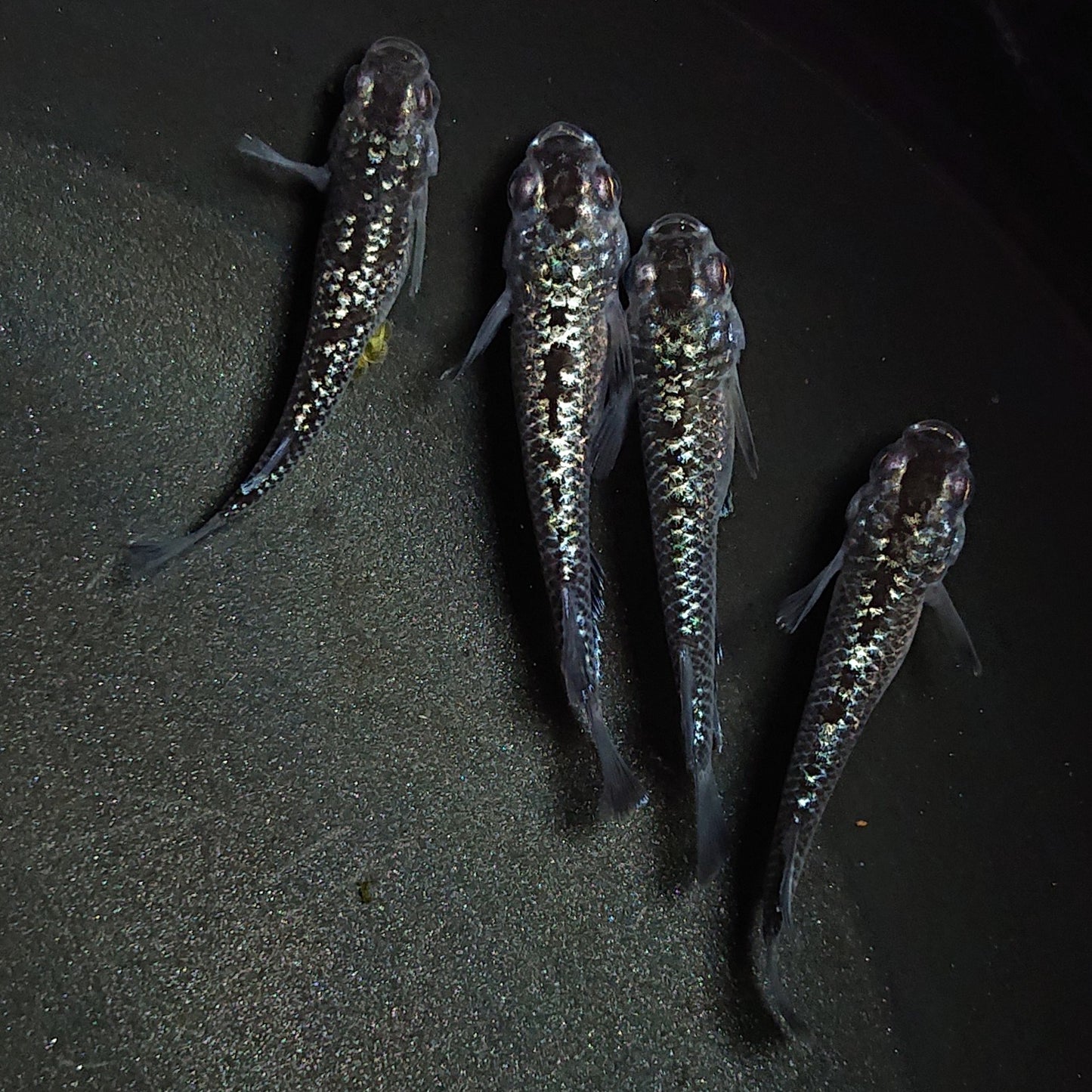 【現物】【上物】ブラックダイヤ上見強ラメ 天真めだか様純血統 F3 4匹 オス3メス1 1299