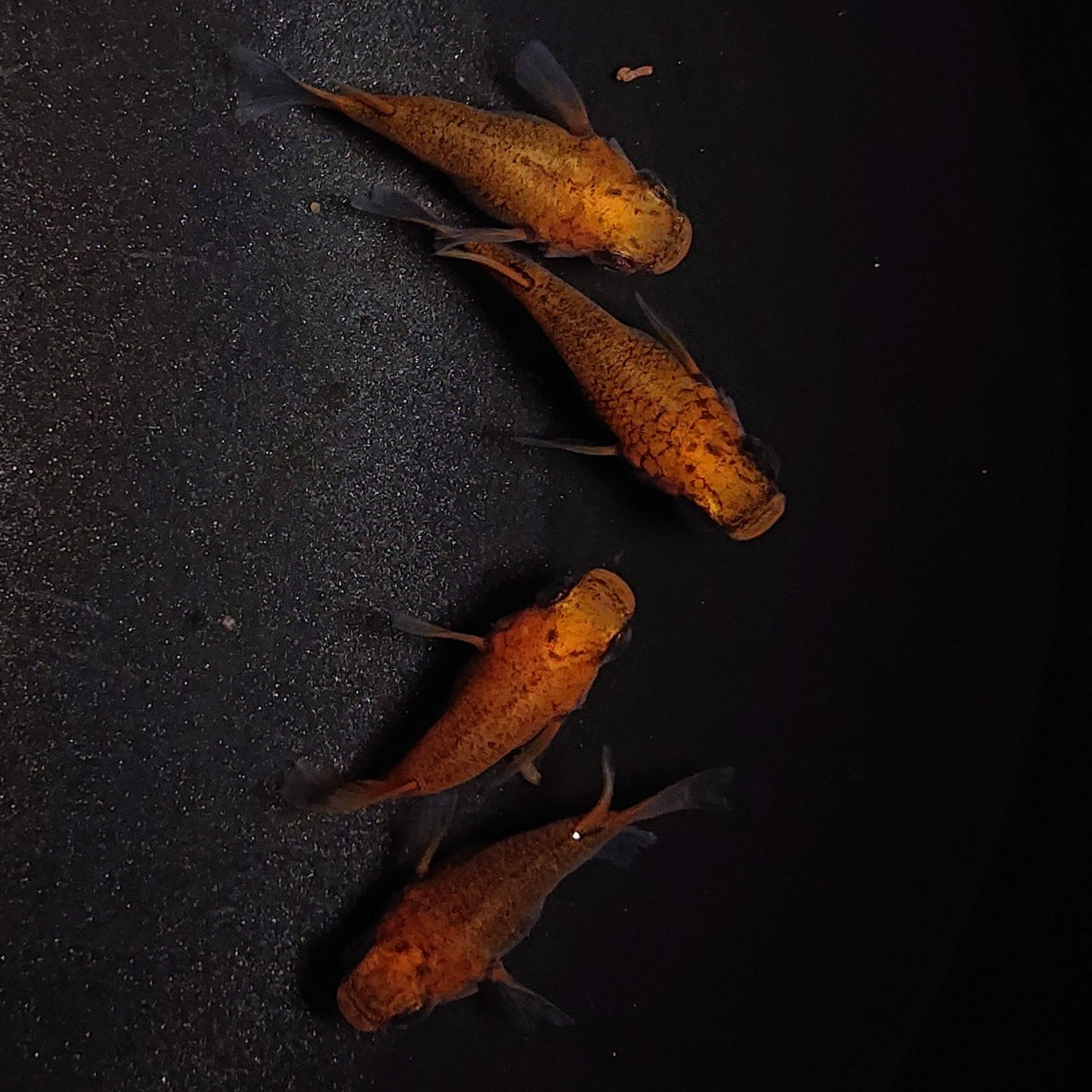 【現物】紅薊だるま 4匹 オス3メス1 1315